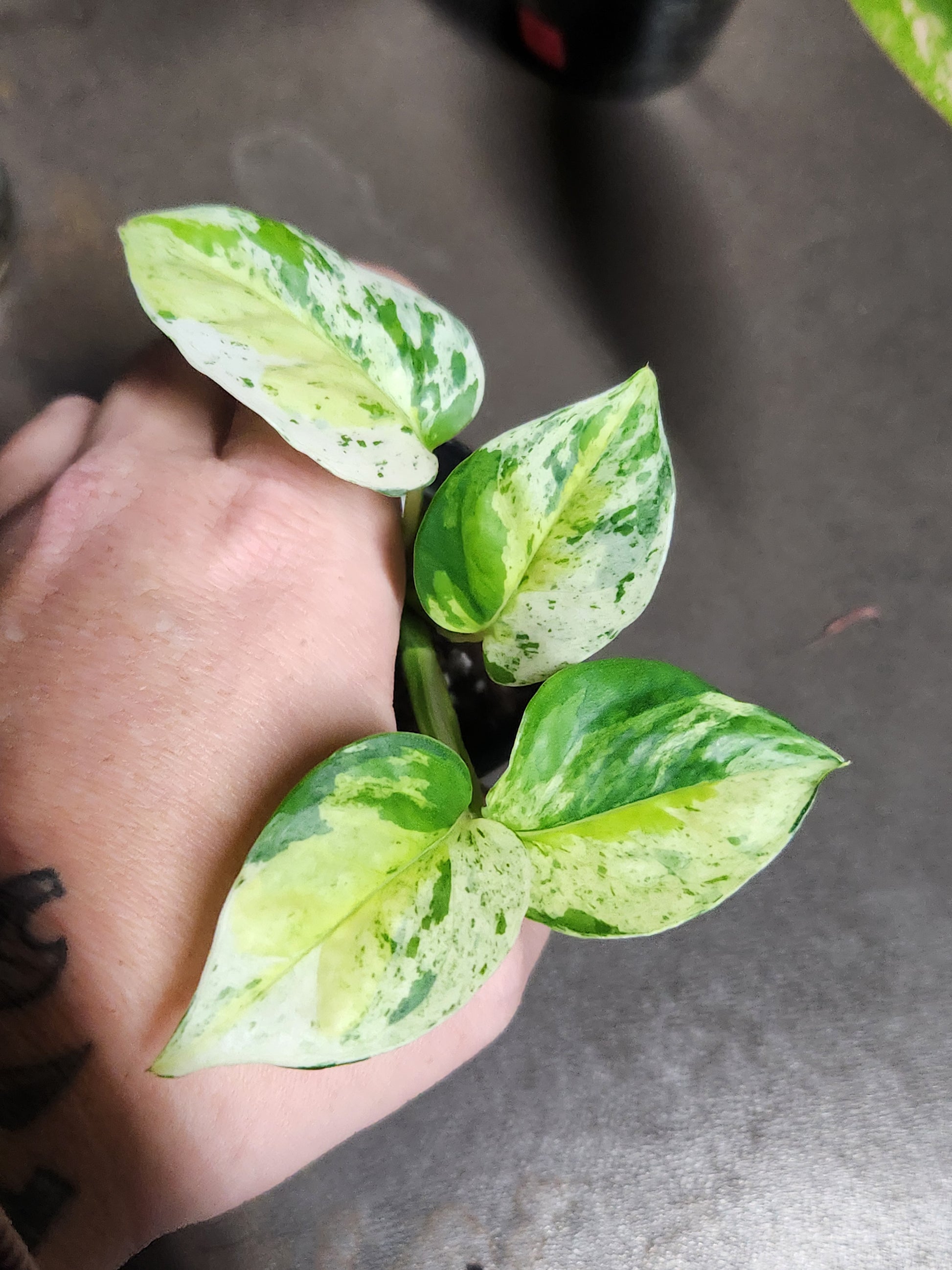 pothos lowest temperature Teruno Japanese Global Pothos – Blackwood Botanical