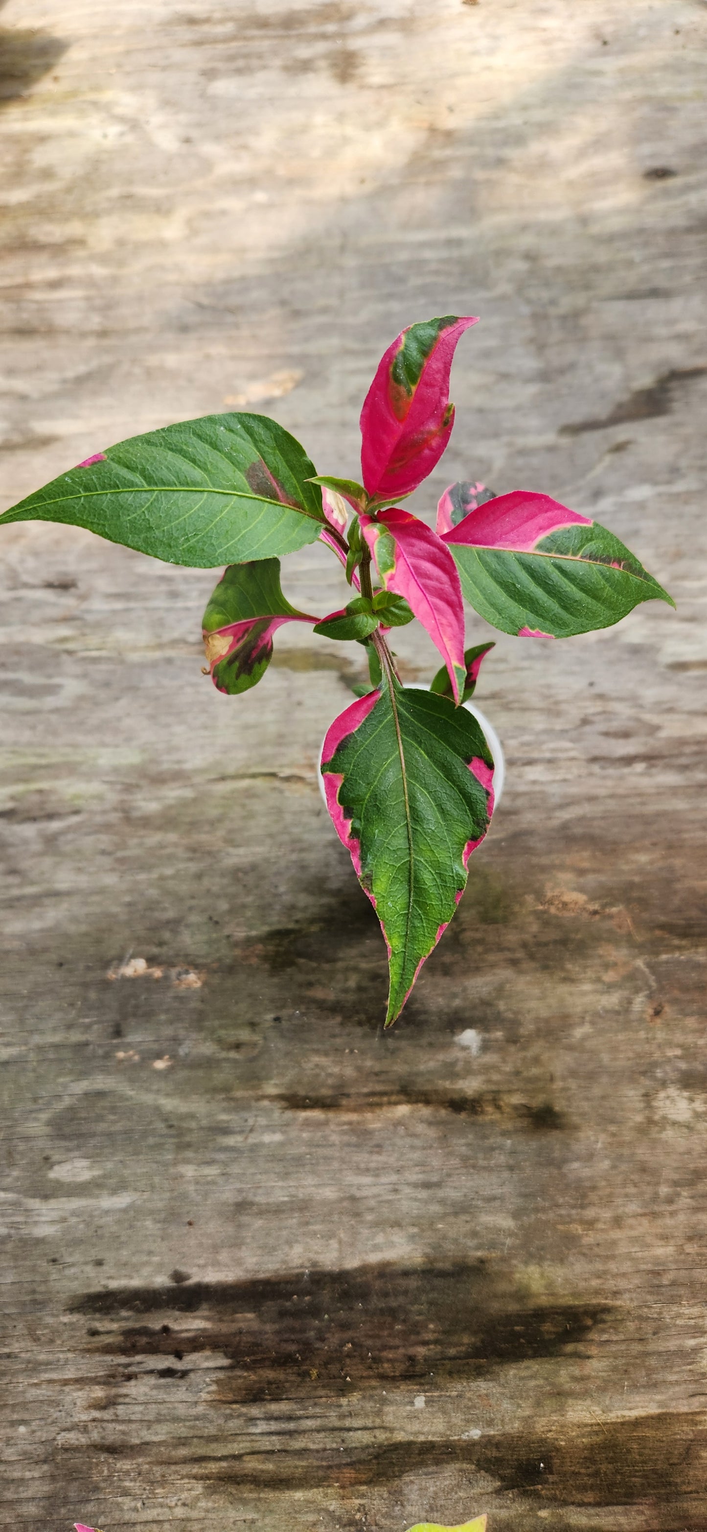Party Time Alternanthera