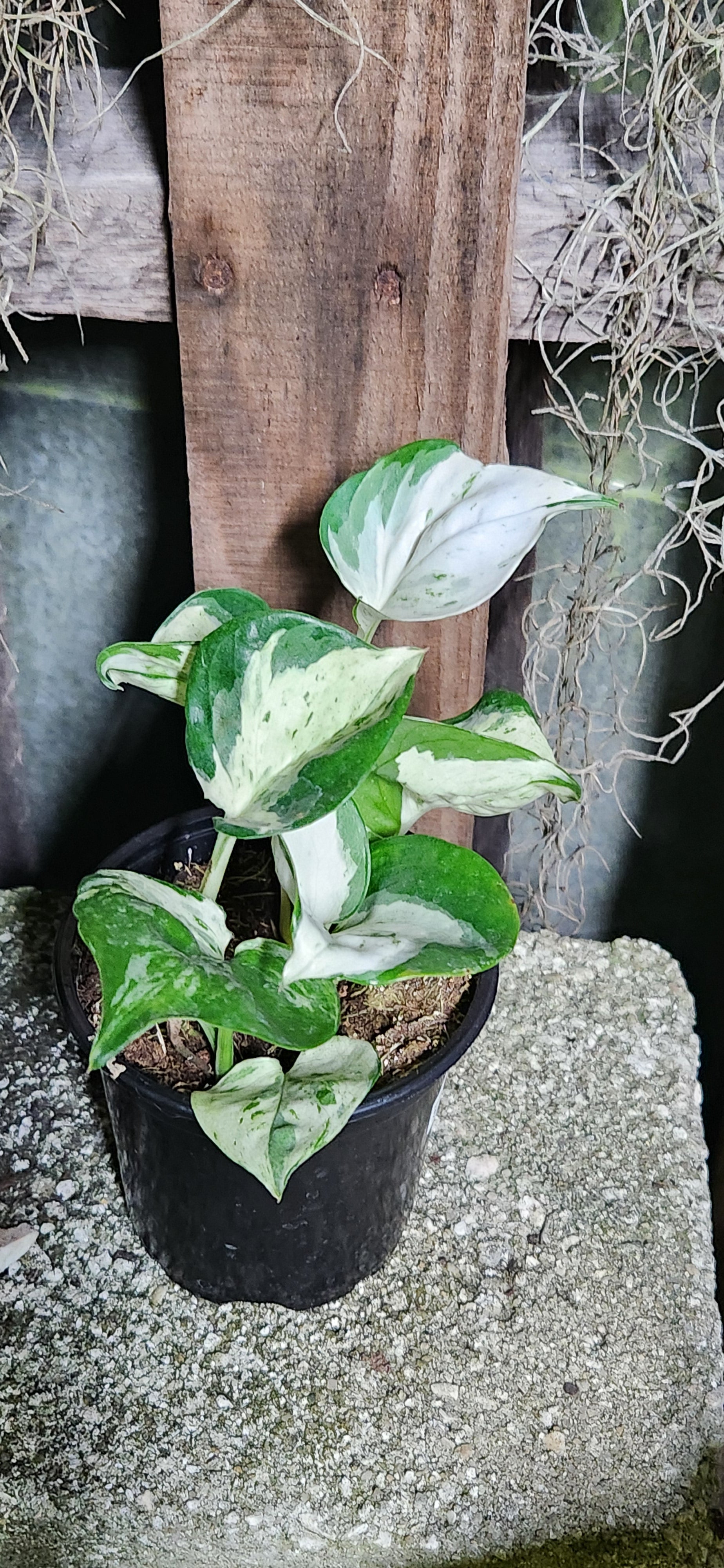 harlequin pothos. Harlequin Manjula Pothos