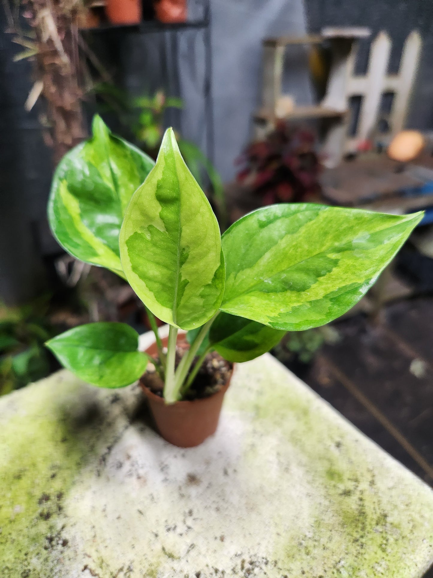 Lemon Meringue Pothos