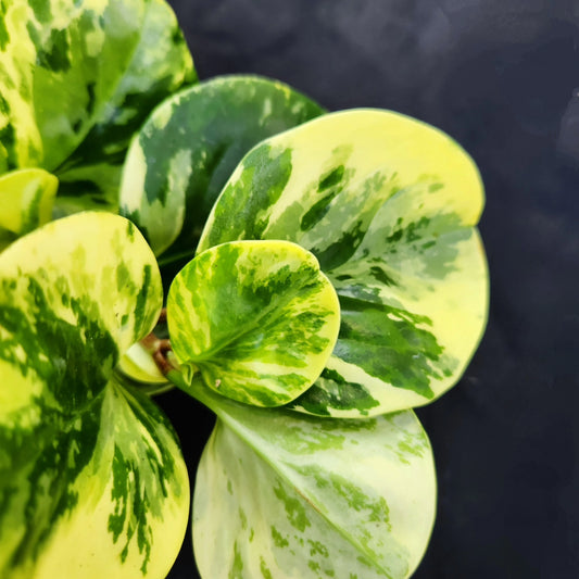 Peperomia Marble