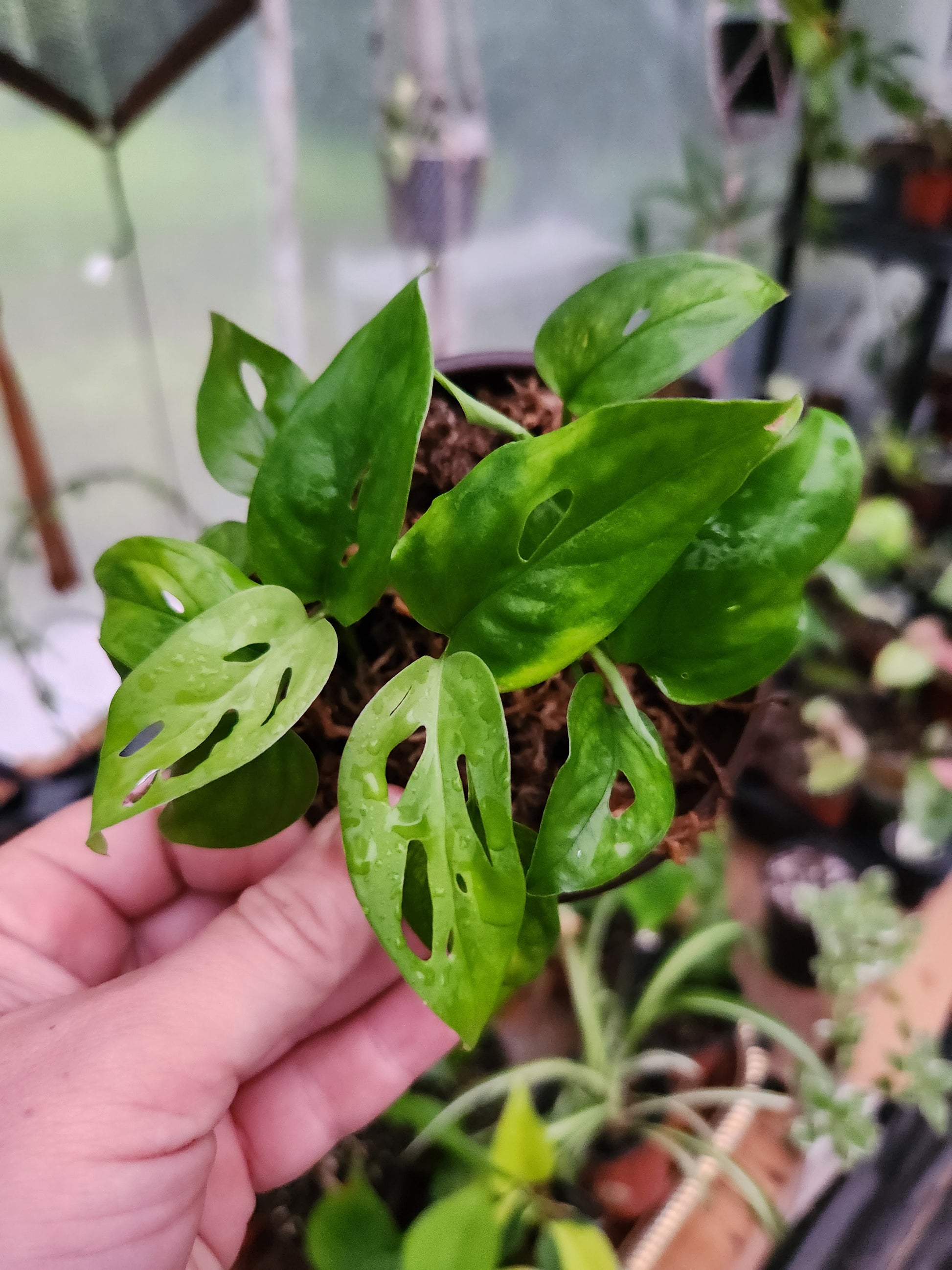 monstera adansonii ssp. laniata Monstera Adonsanii Fairchild (Double Windows) Cutting
