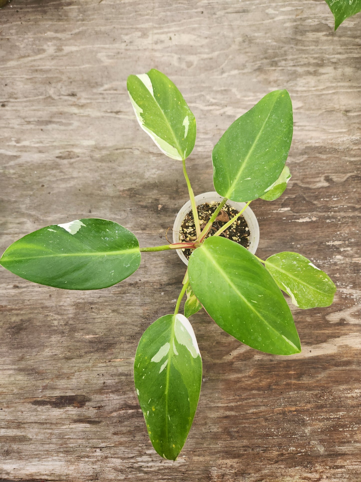 Philodendron White Princess with Tricolor Genetics