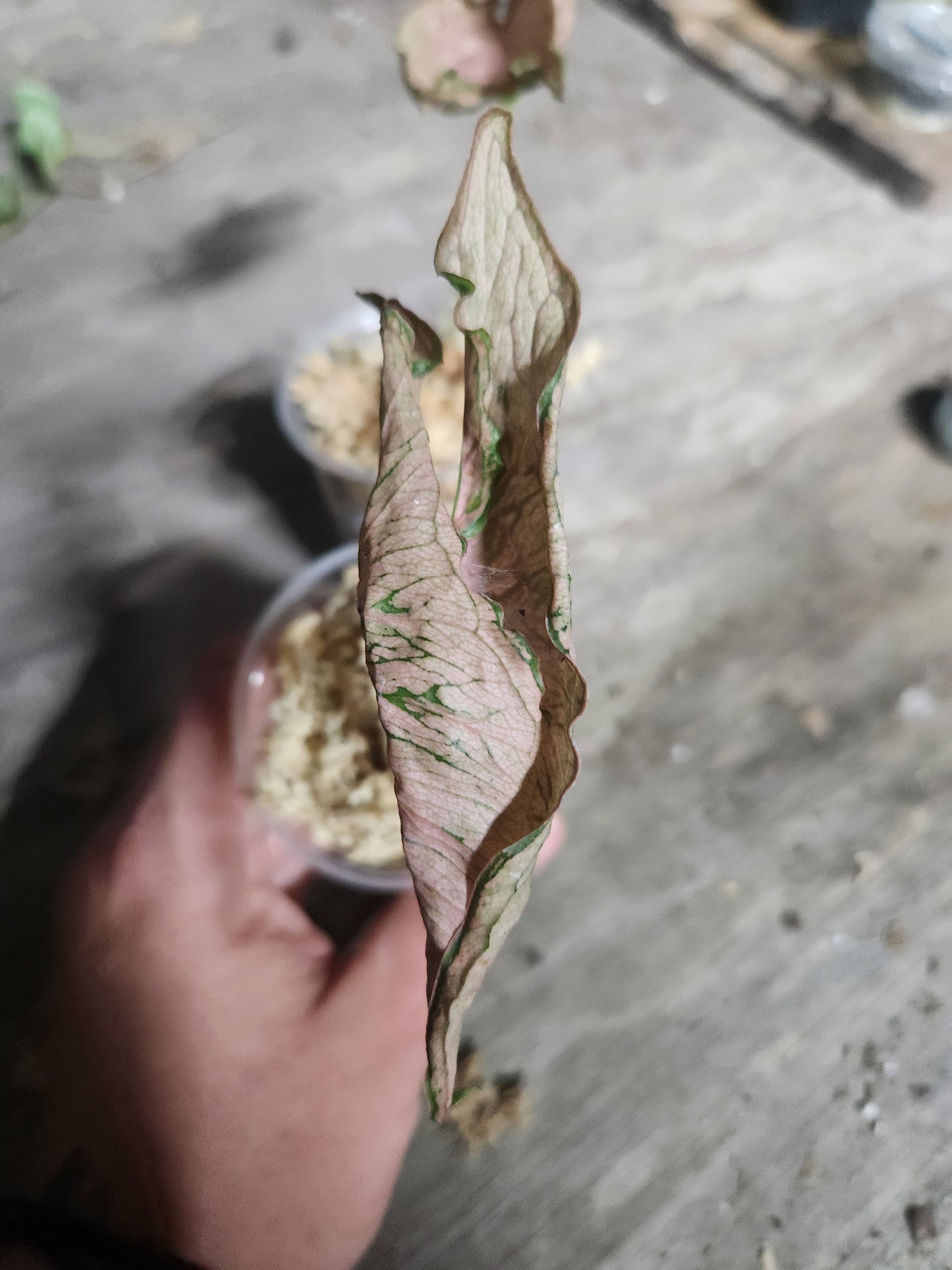 Syngonium Pink Rolli