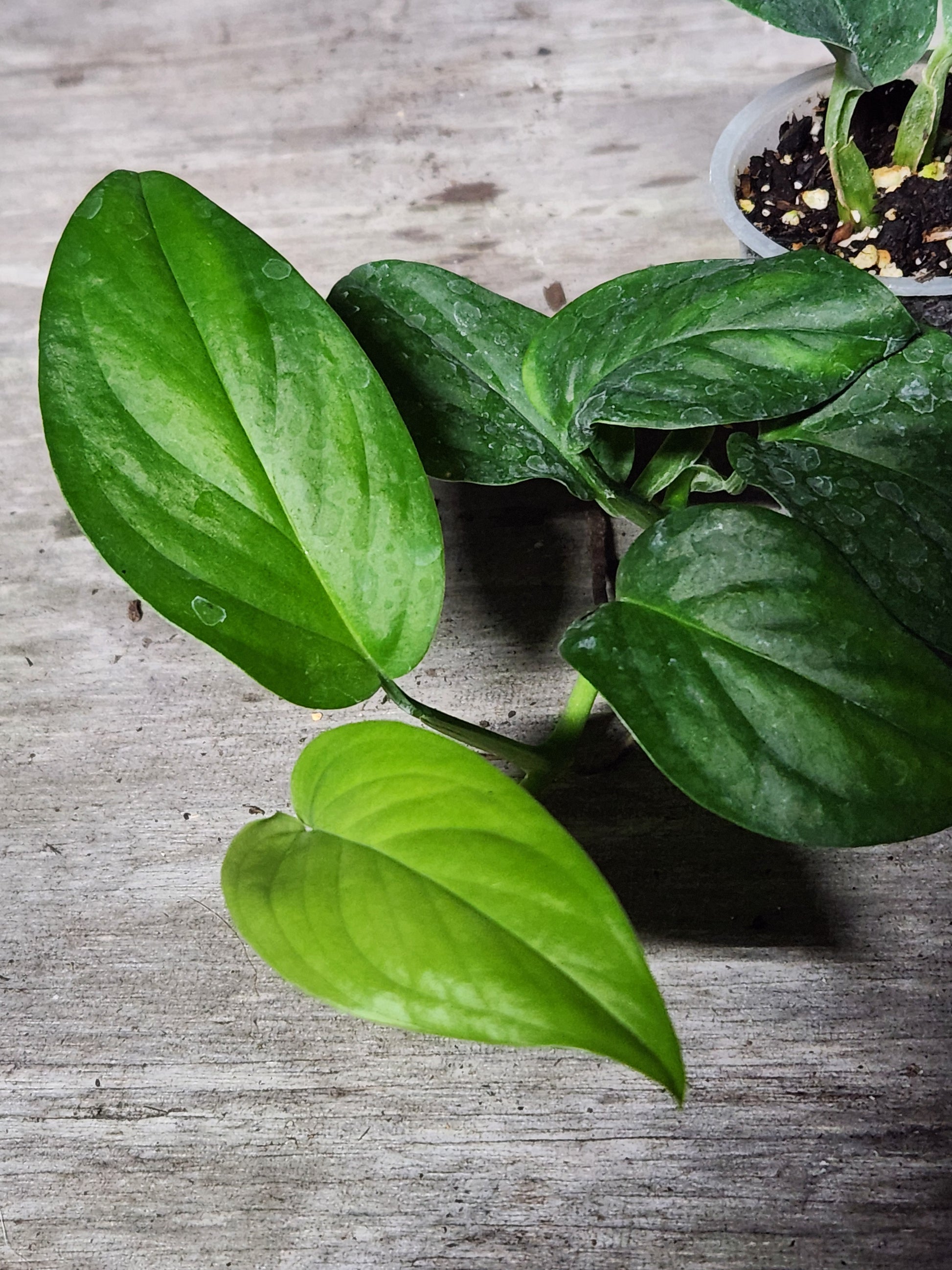 pothos peru Monstera Velvet Peru Starter Plant