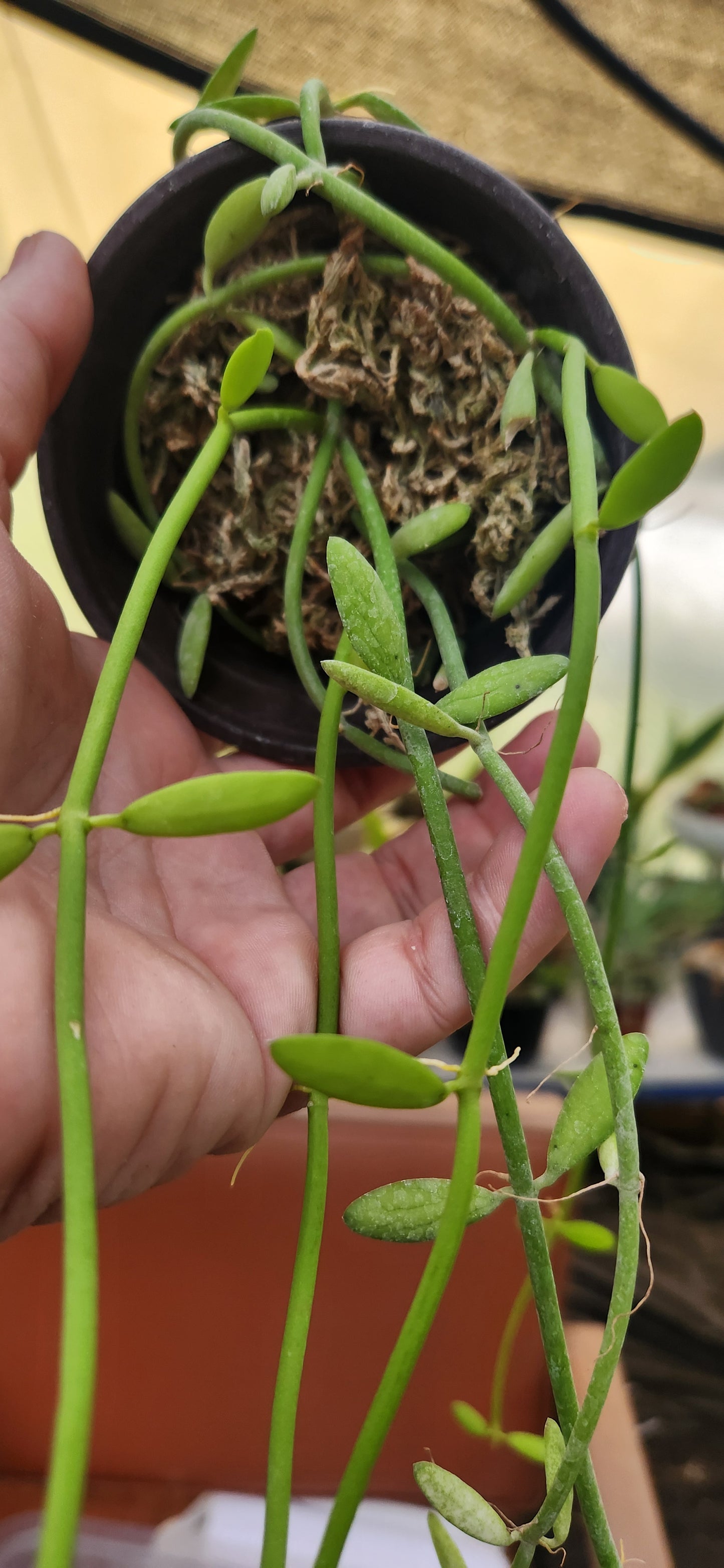 Dischidia Bengalensis Propagation Kit