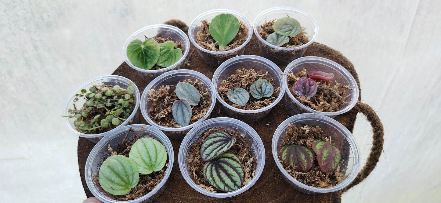 Ultimate Peperomia Propagation Bundle