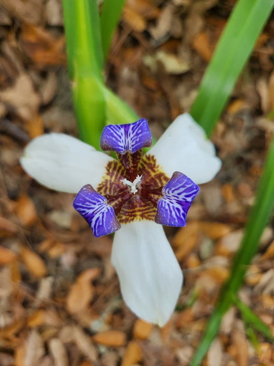 Walking Iris