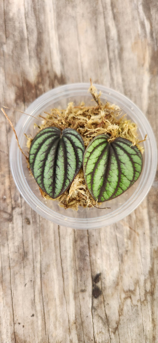 Peperomia Piccolo Banda Propagation Kit