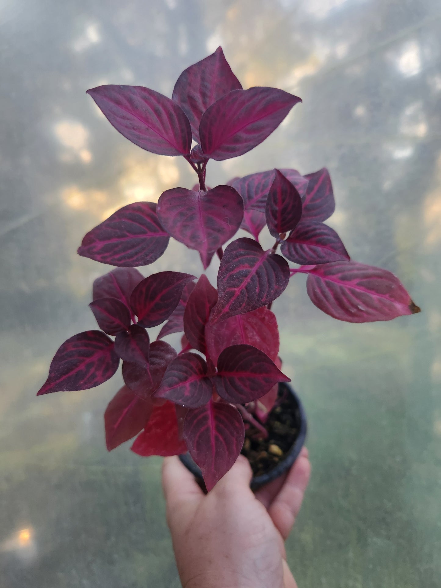 Iresine herbstii 'Bloodleaf'