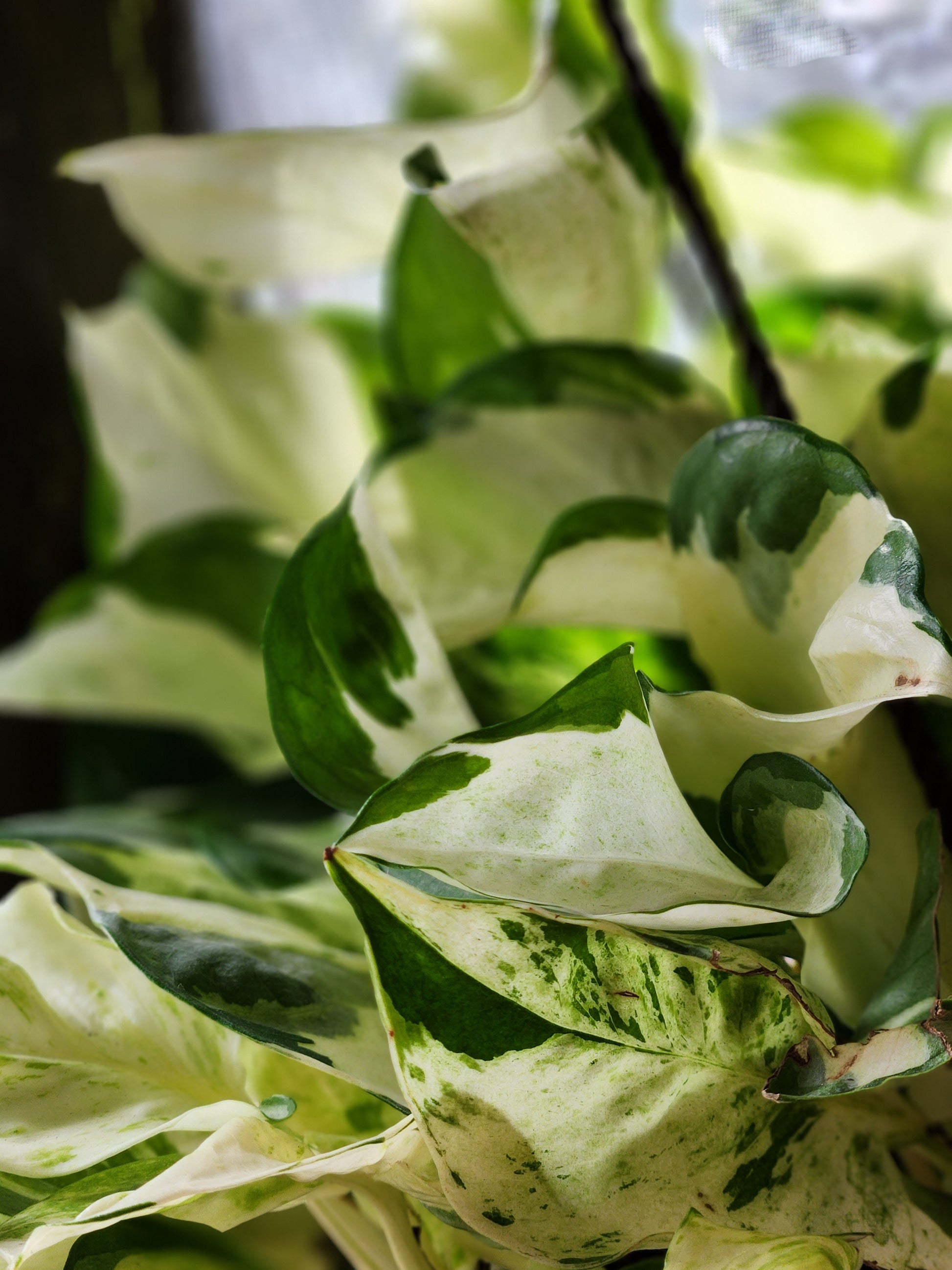 harlequin pothos plant Harlequin Manjula Pothos – Blackwood Botanical