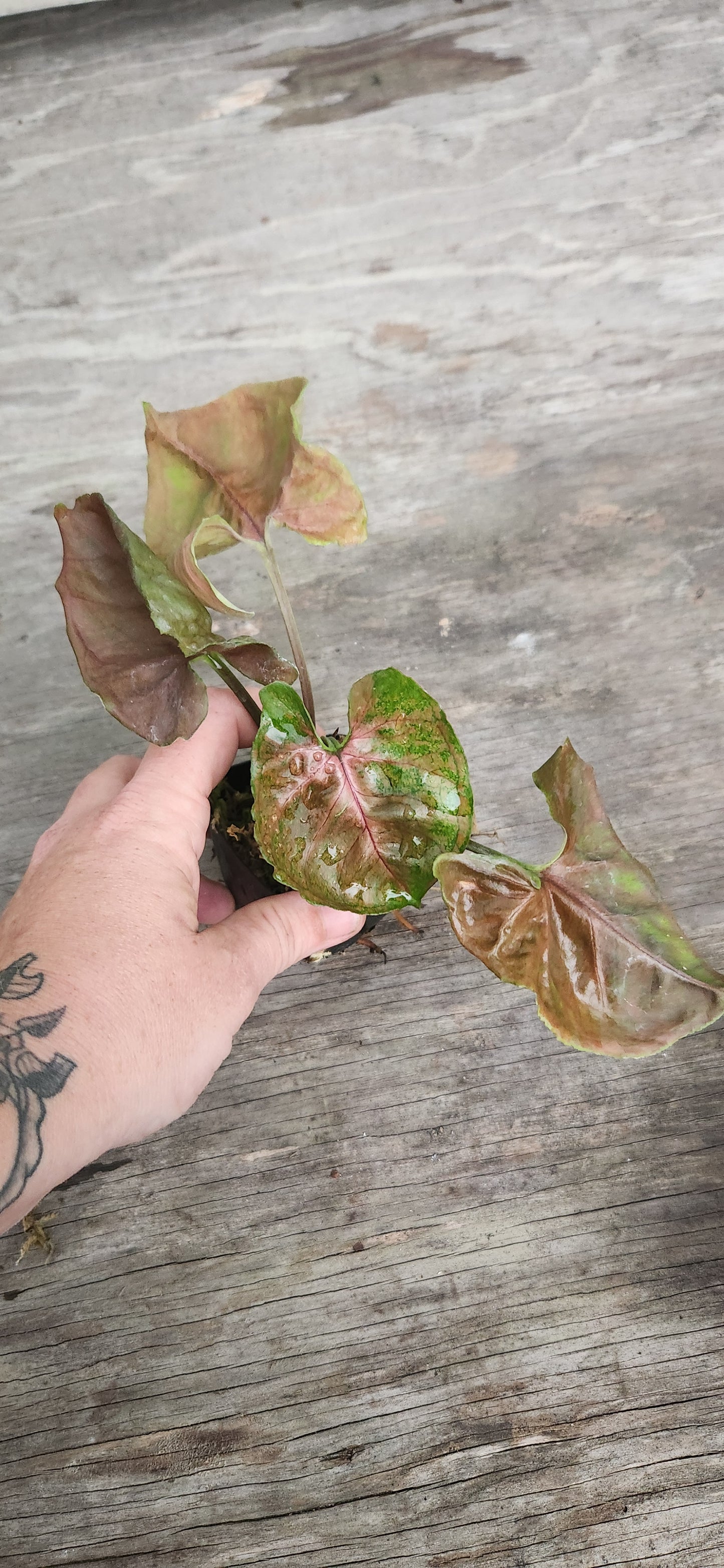 Strawberry Ice Syngonium