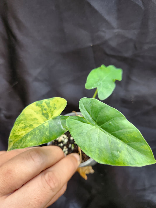 Aurea Variegated Gageana Alocasia