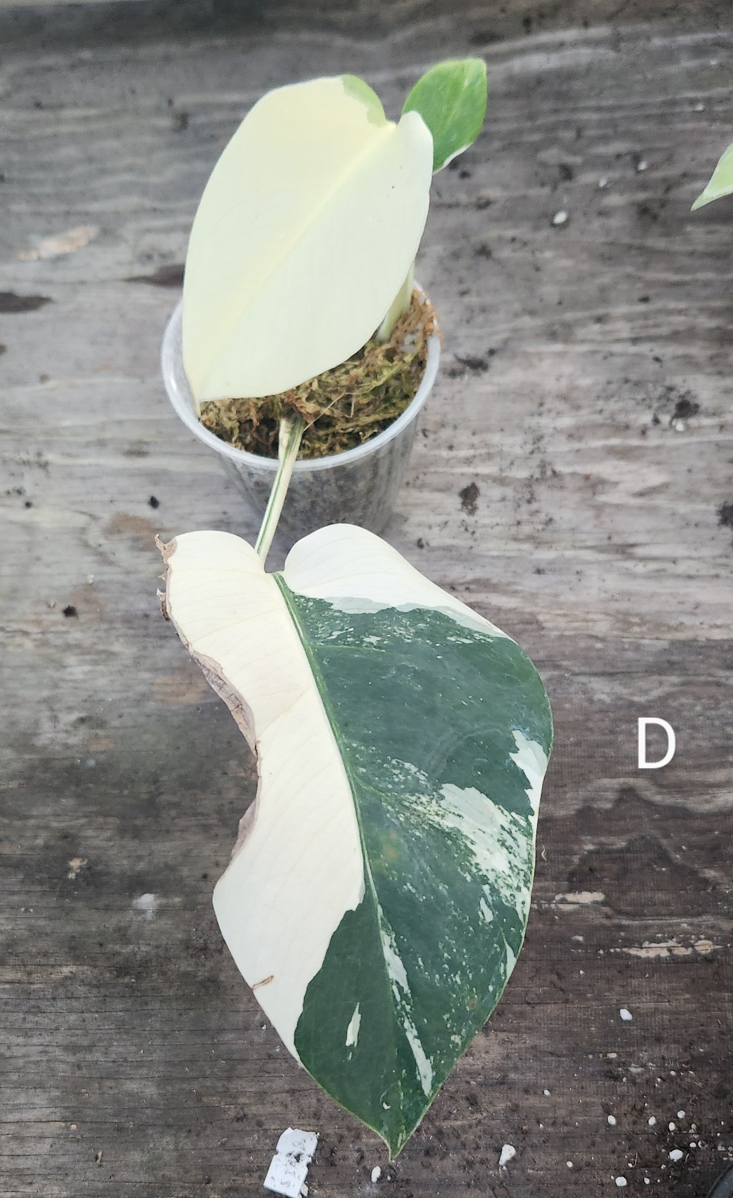 Monstera Albo