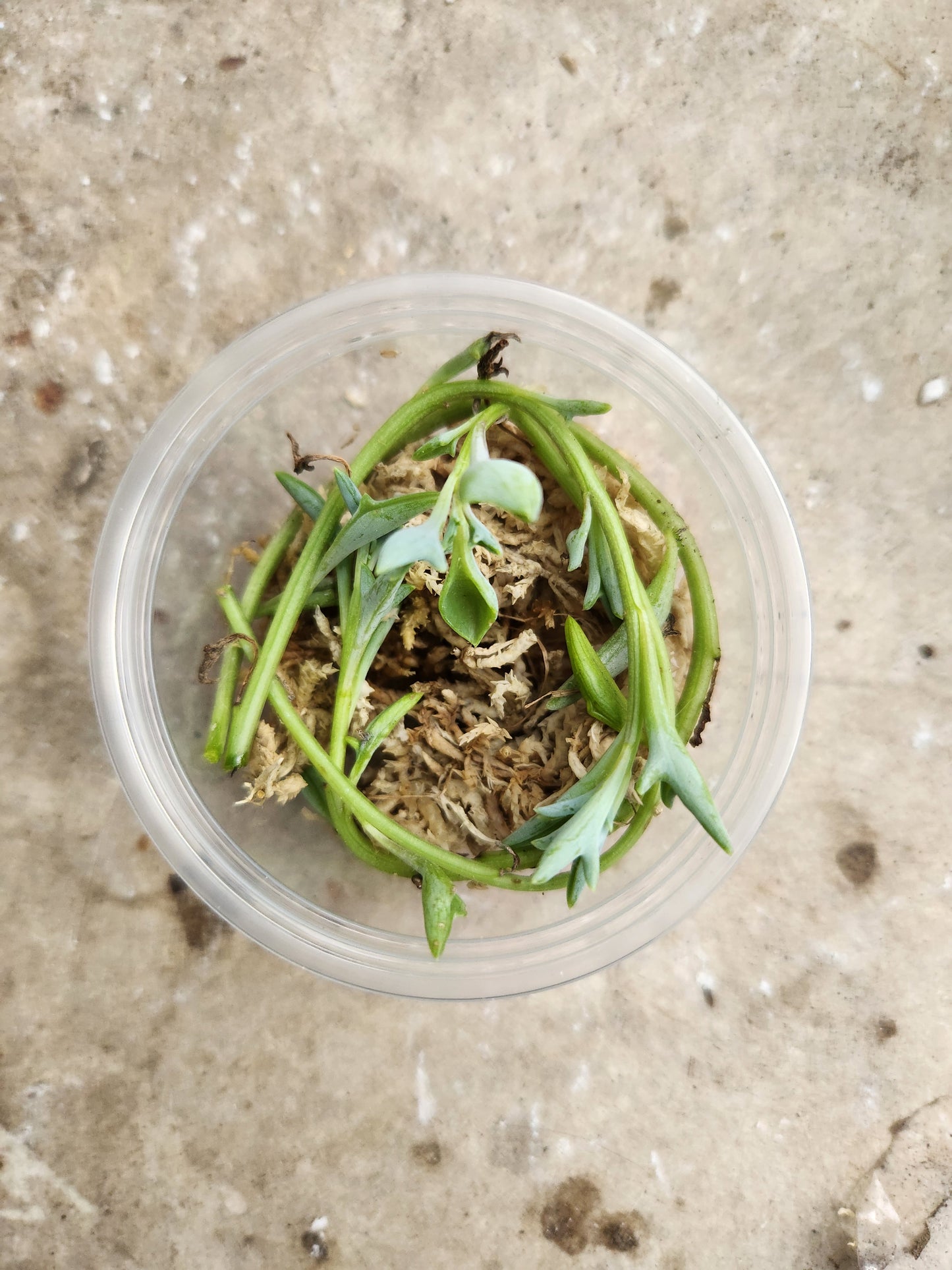 String of Dolphins Propagation Kit