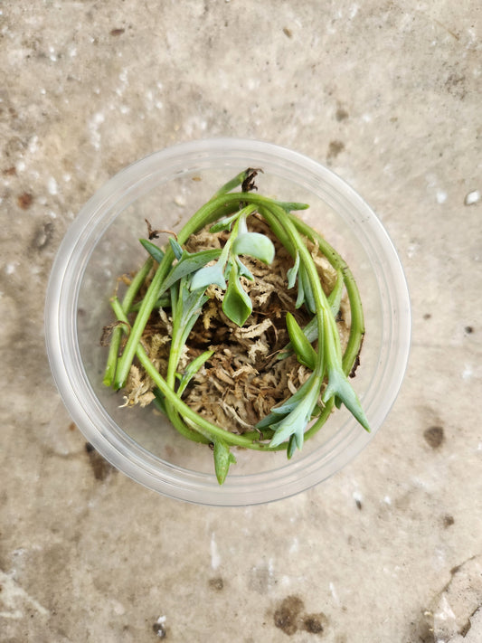 String of Dolphins Propagation Kit