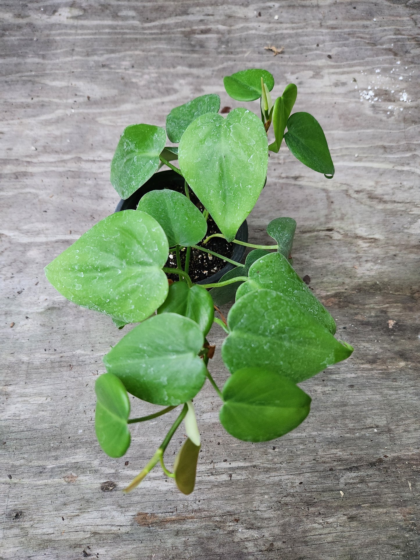 Heartleaf Philodendron