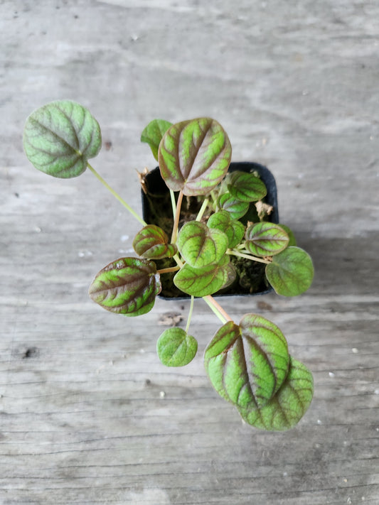 Peperomia Starter Propagation Bundle