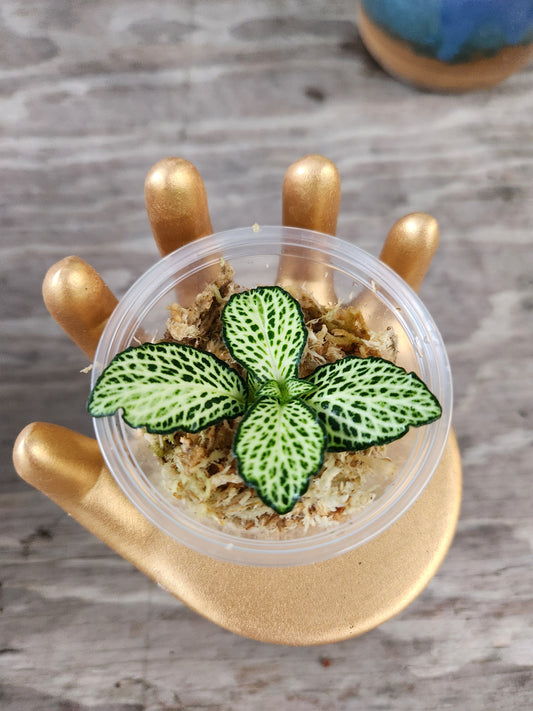 White Fitonia Propagation Kit