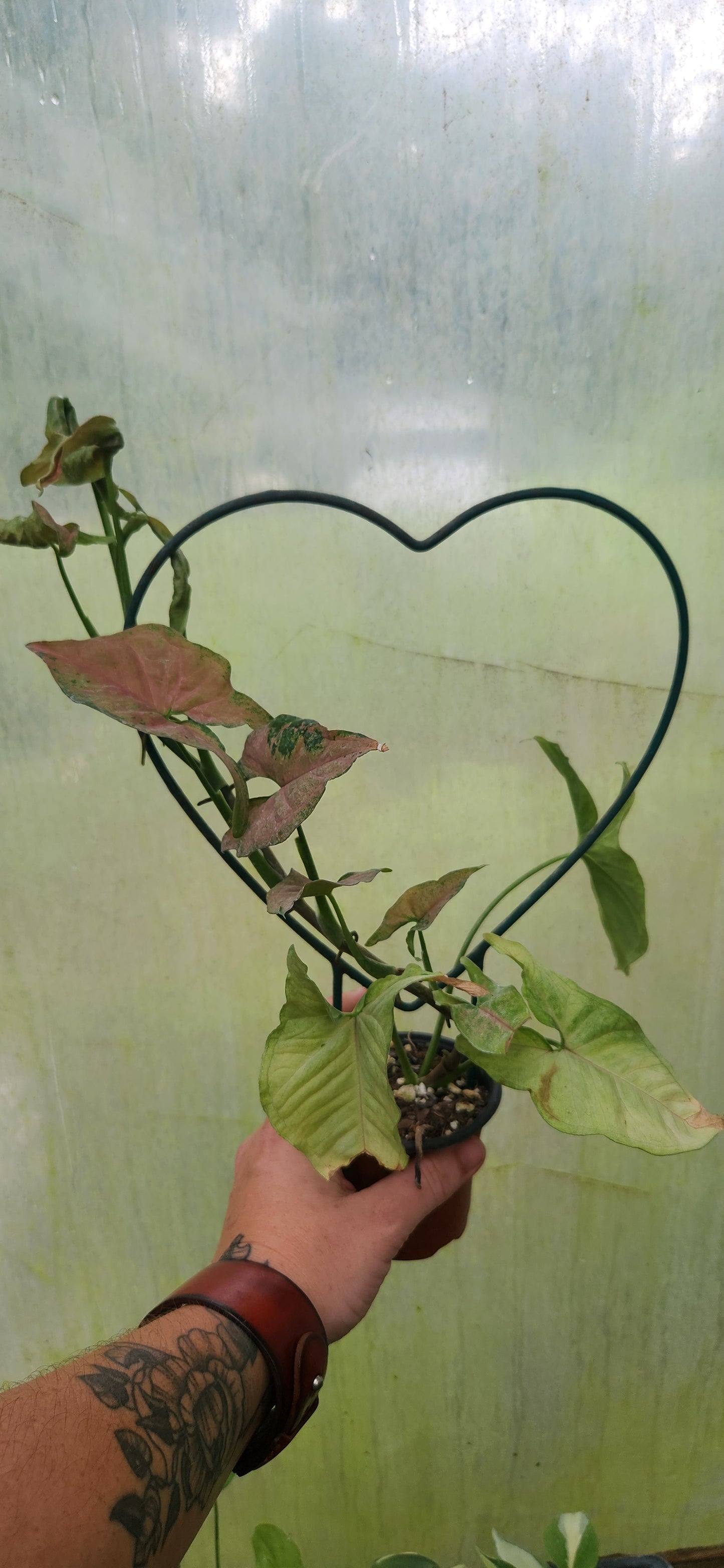 Syngonium Pink Splash