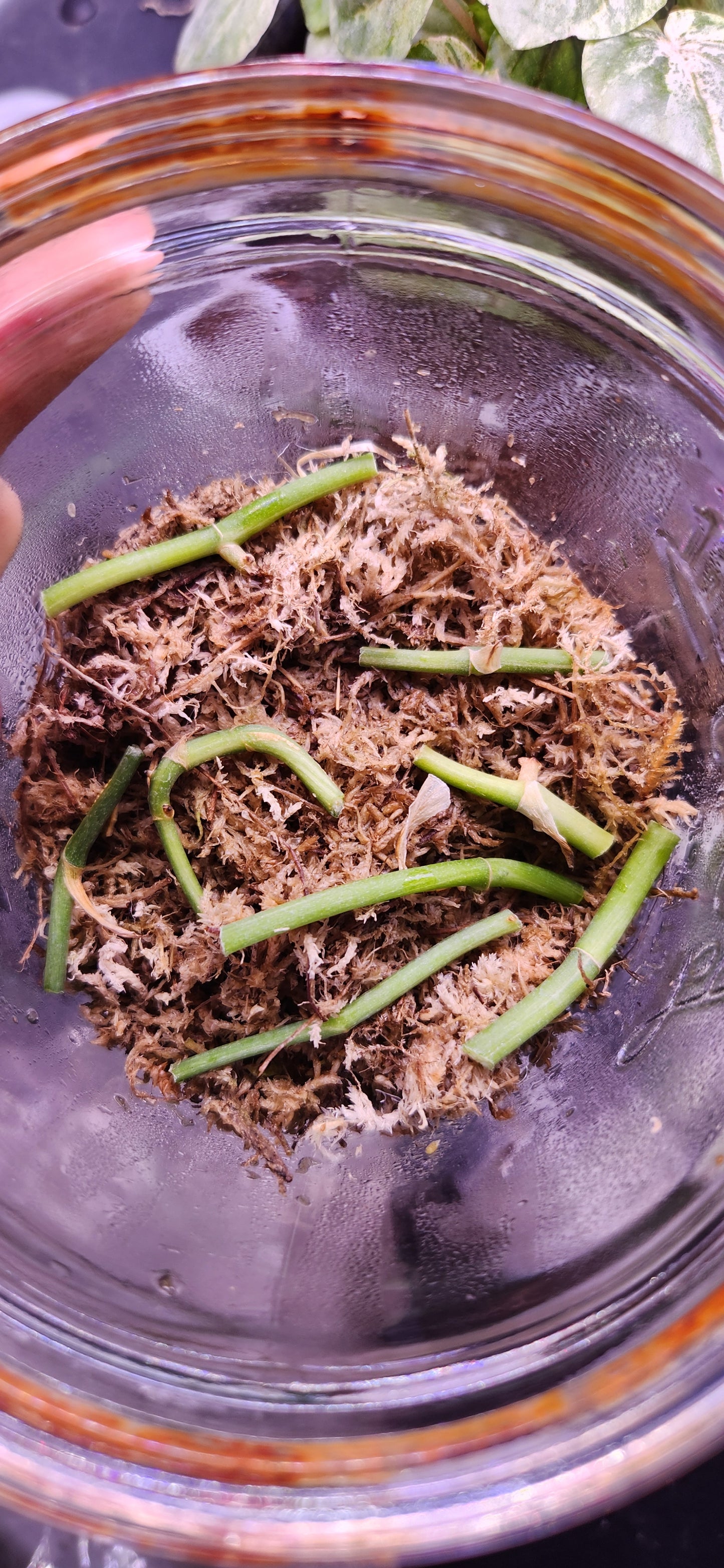Scindapsus Salamount