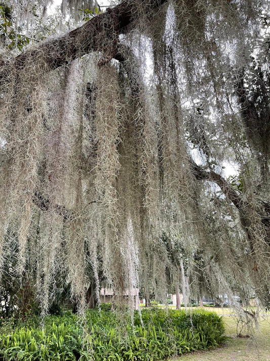 Spanish Moss (Old Man's Beard)