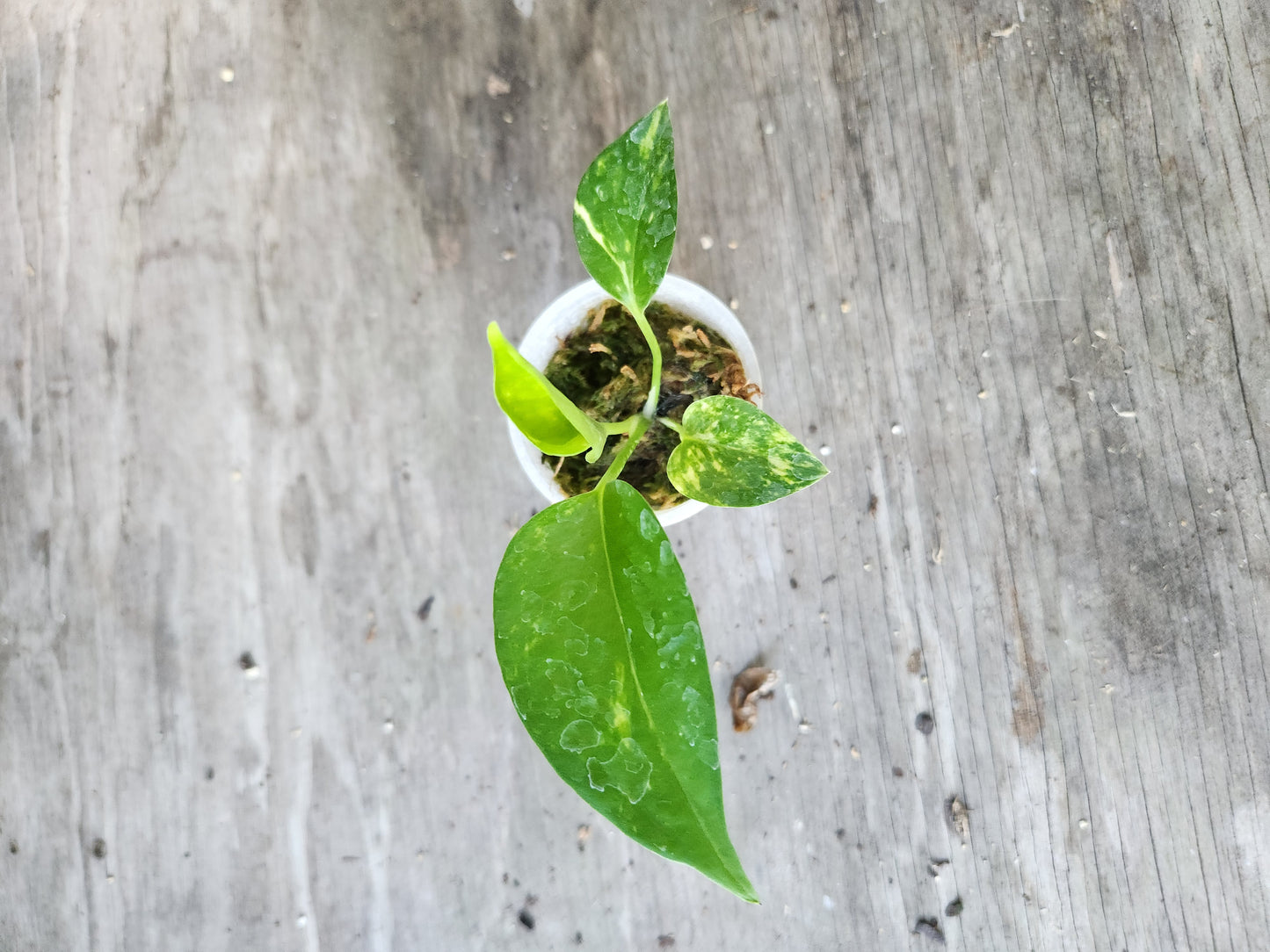 Golden Pothos