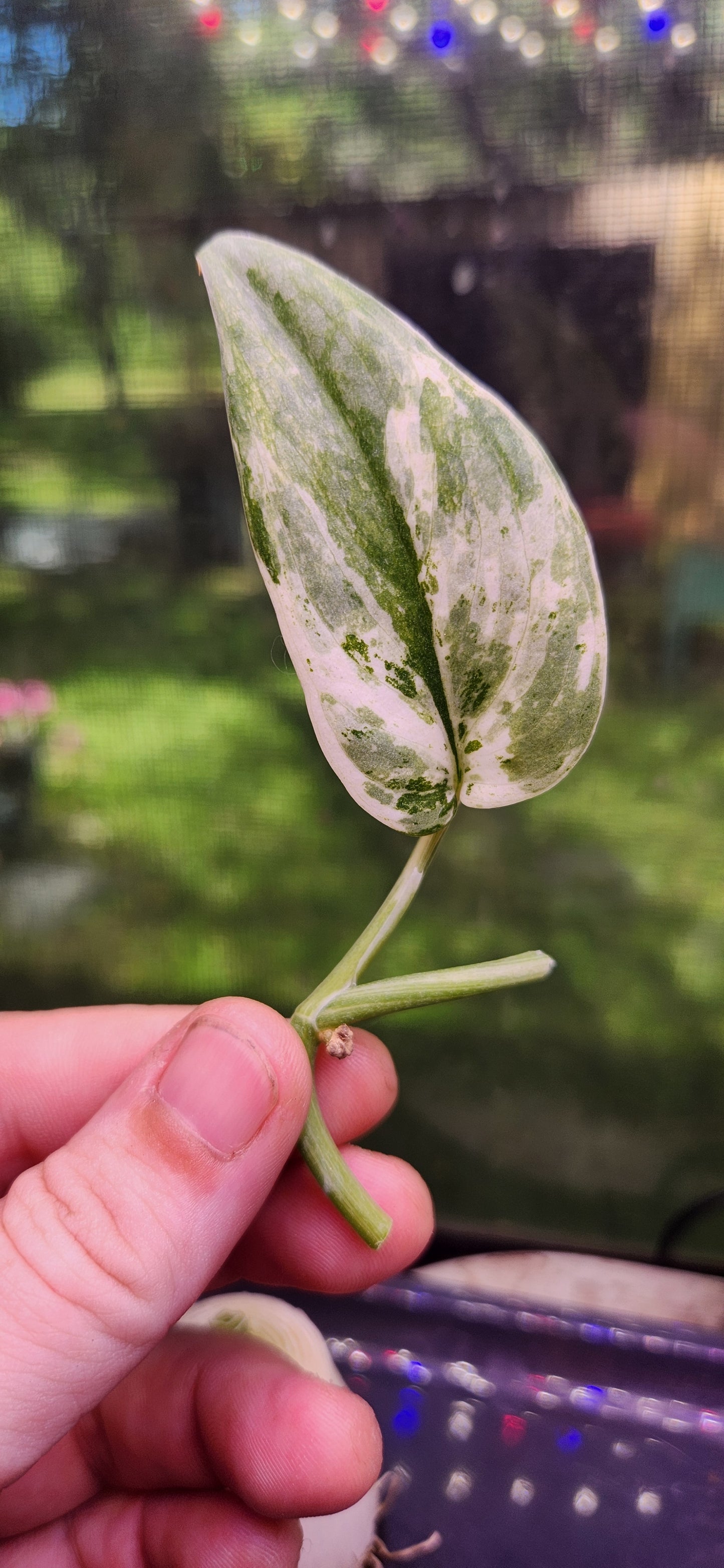 Scindapsus Salamount