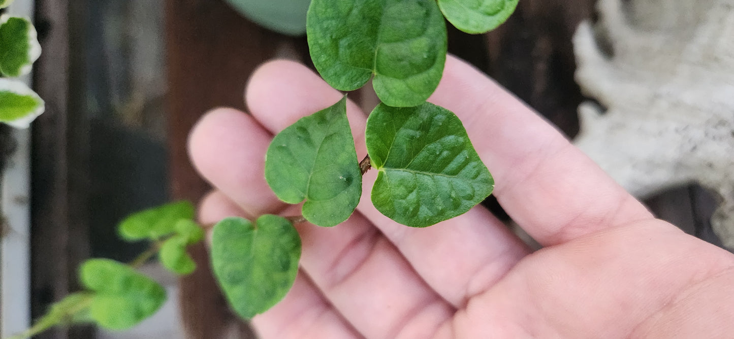 Creeping Fig Propagation Kit