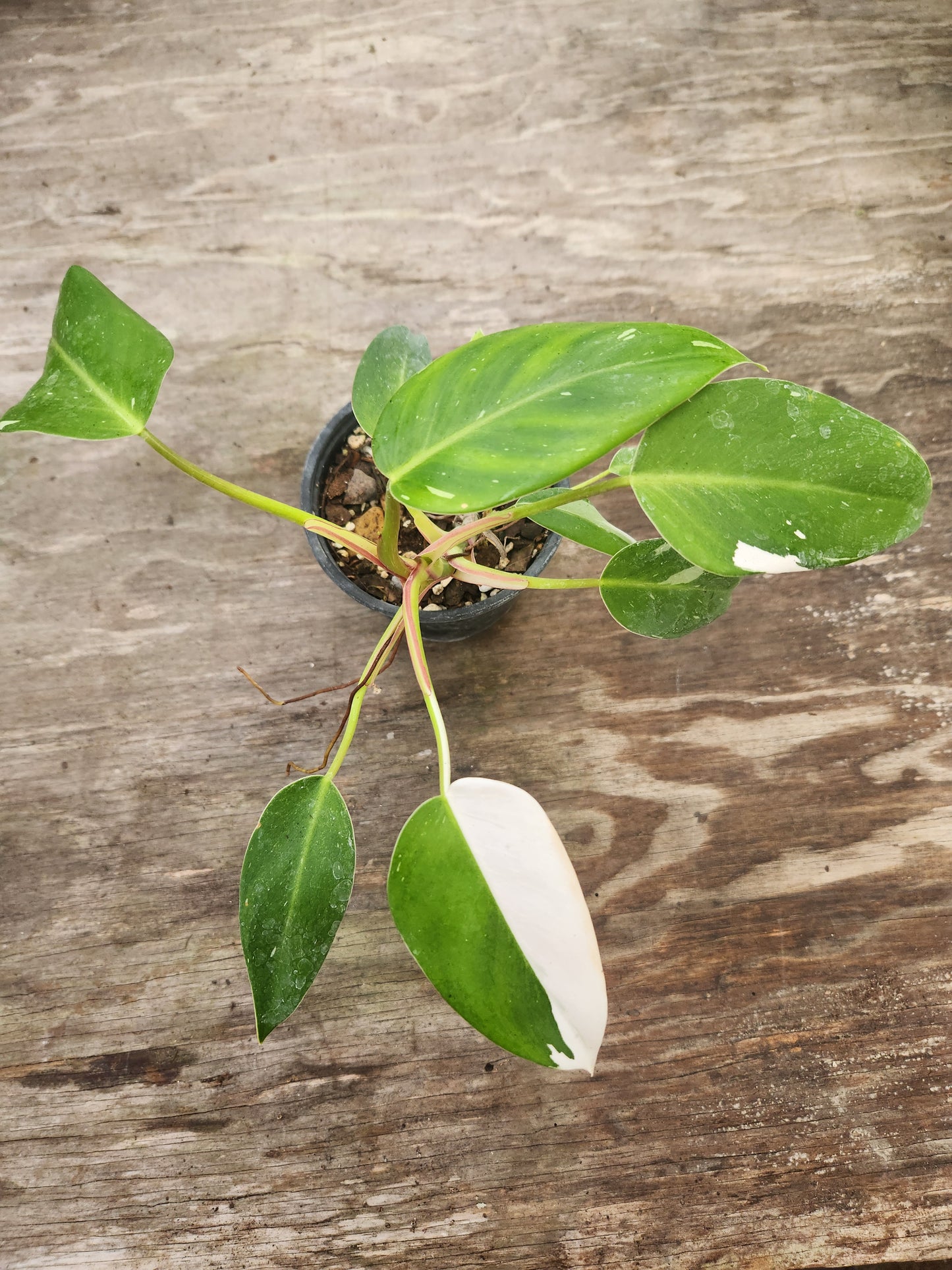 Philodendron White Princess with Tricolor Genetics