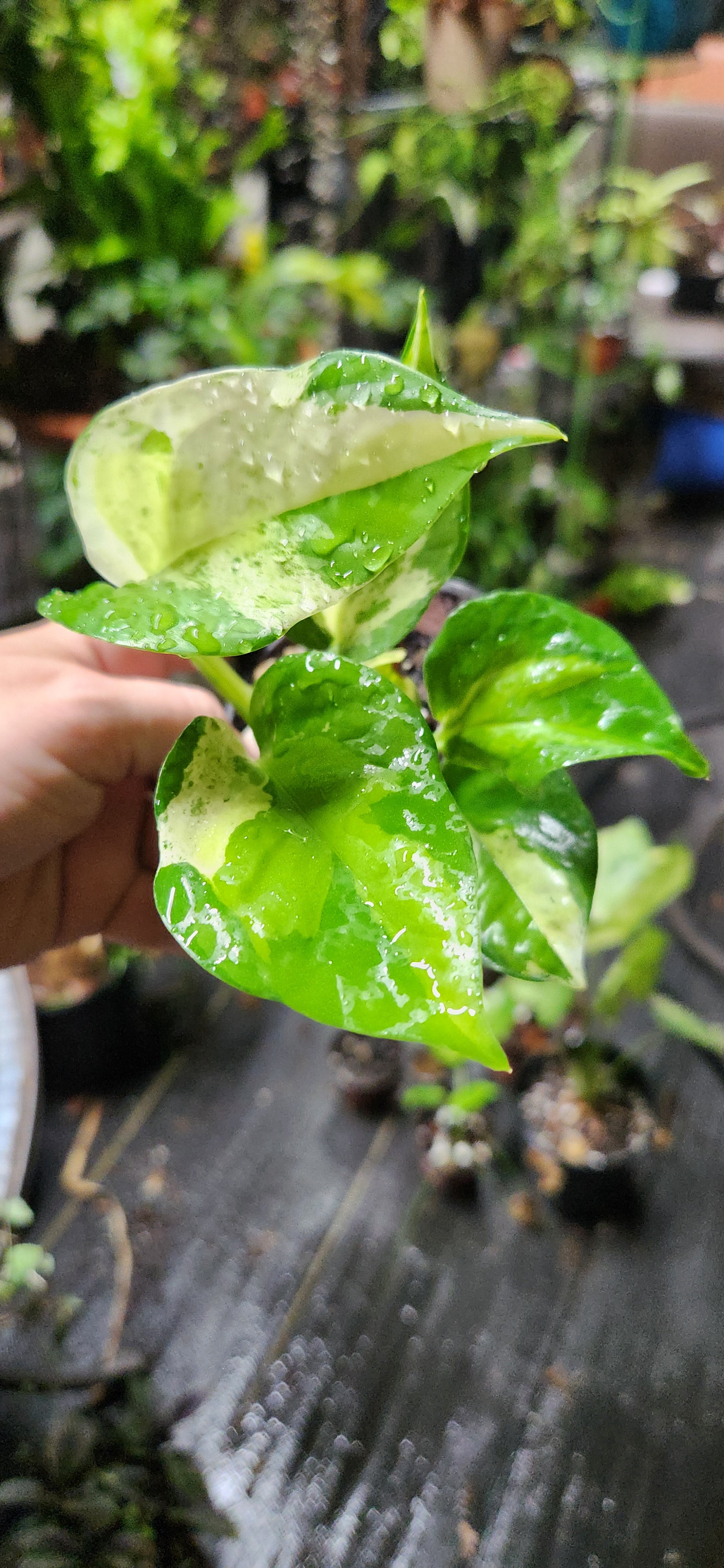 teruno pothos varieties Teruno Japanese Global Pothos