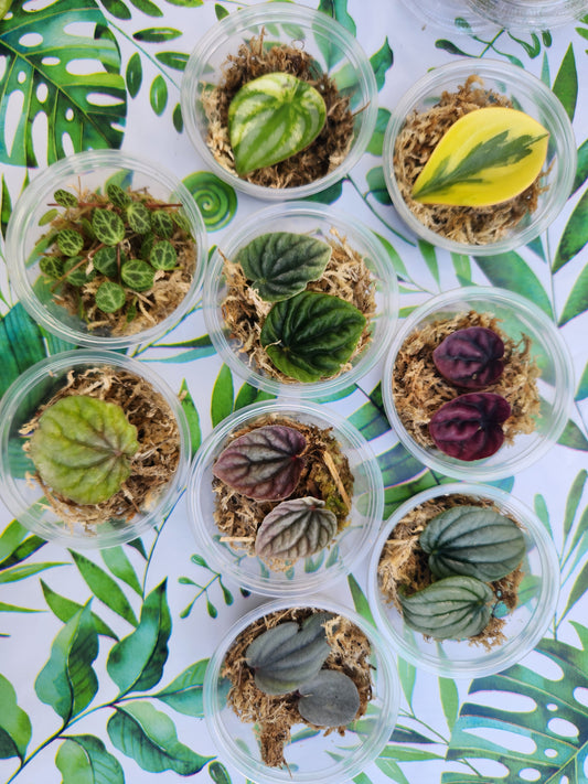 Peperomia Starter Propagation Bundle