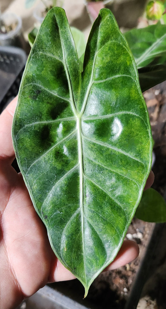 Alocasia Pink Dragon Green on Green Variegated