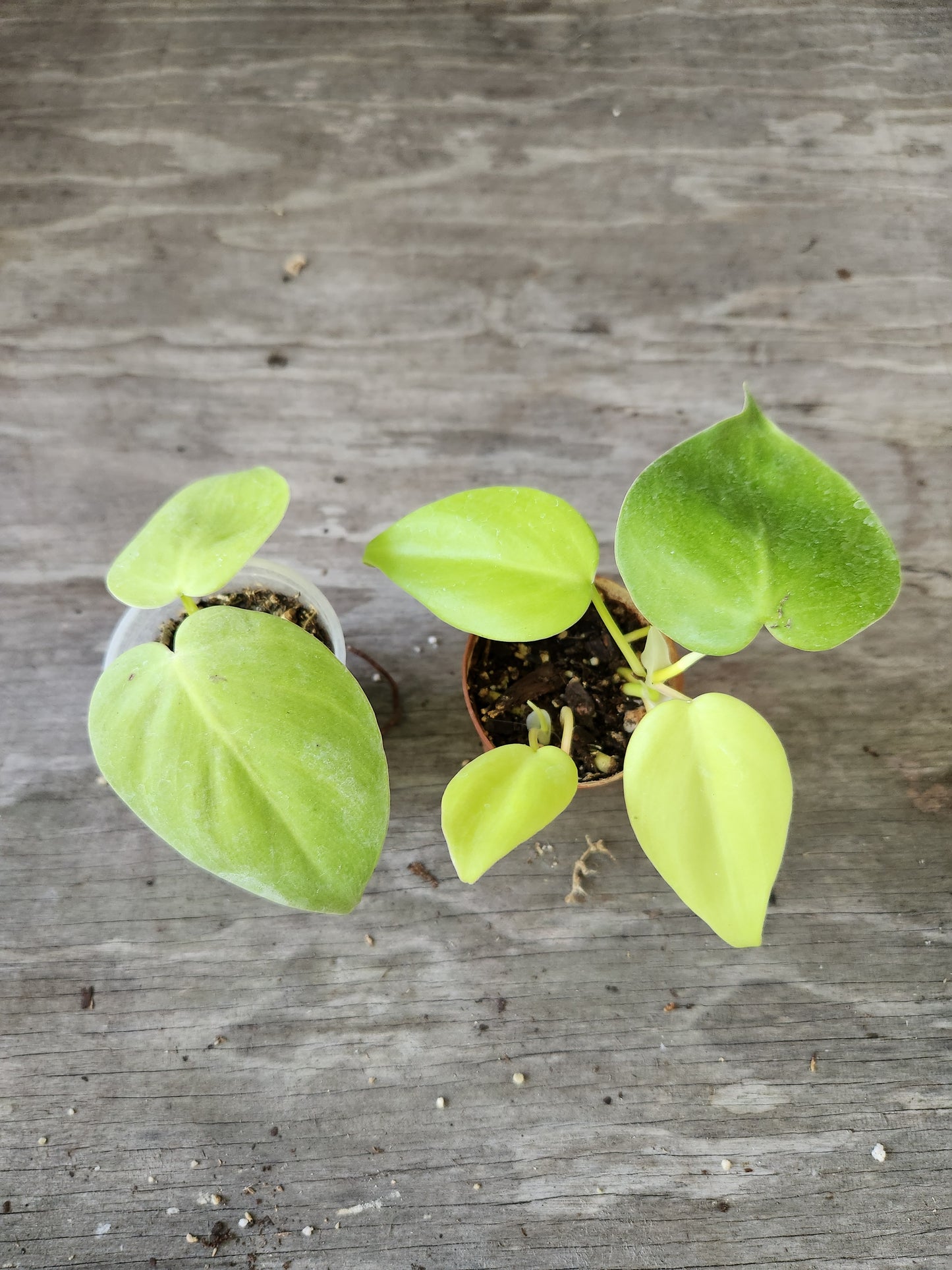 Lemon Lime Philodendron