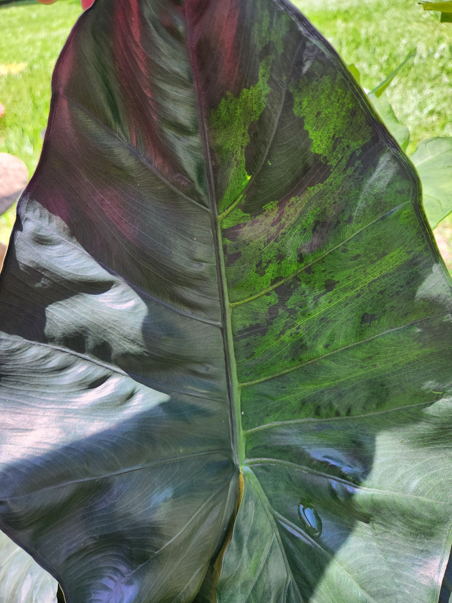 Variegated Yukatan Princess Alocasia