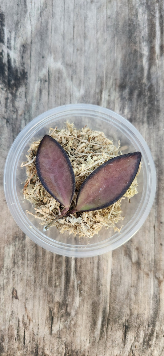 Hoya Rosita