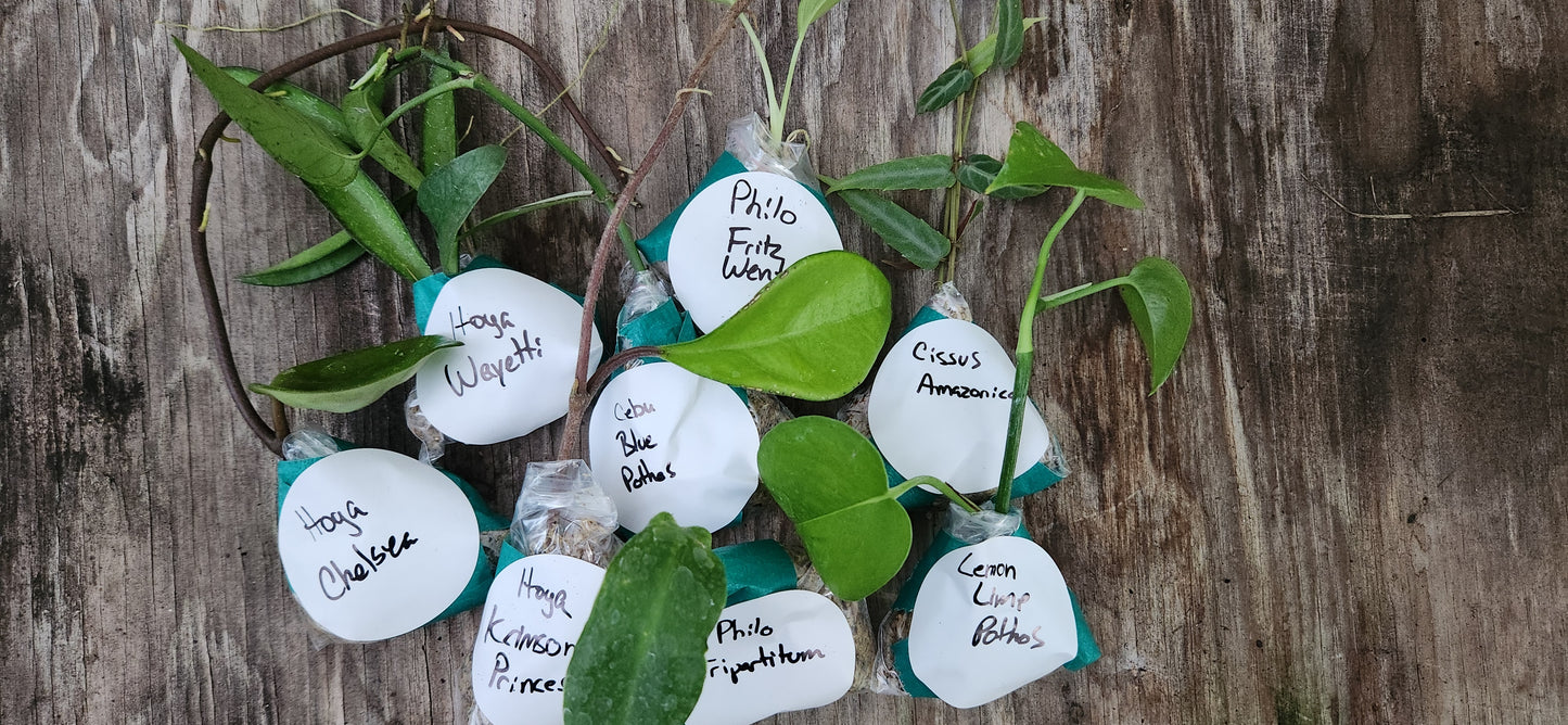 Mystery Cutting Box (Common Edition)