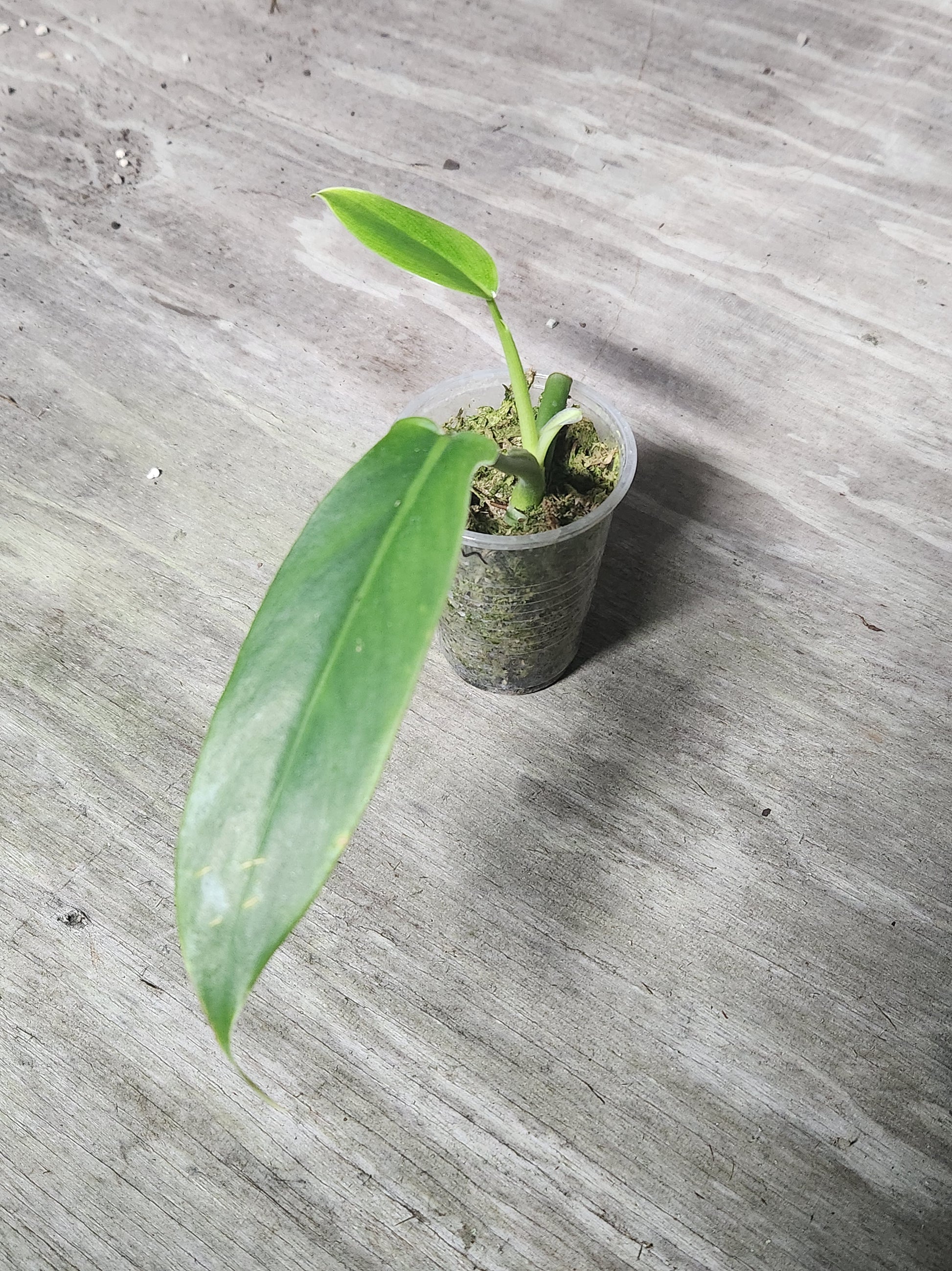 philodendron tripartitum for sale Philodendron Tripartitum 4in Pot