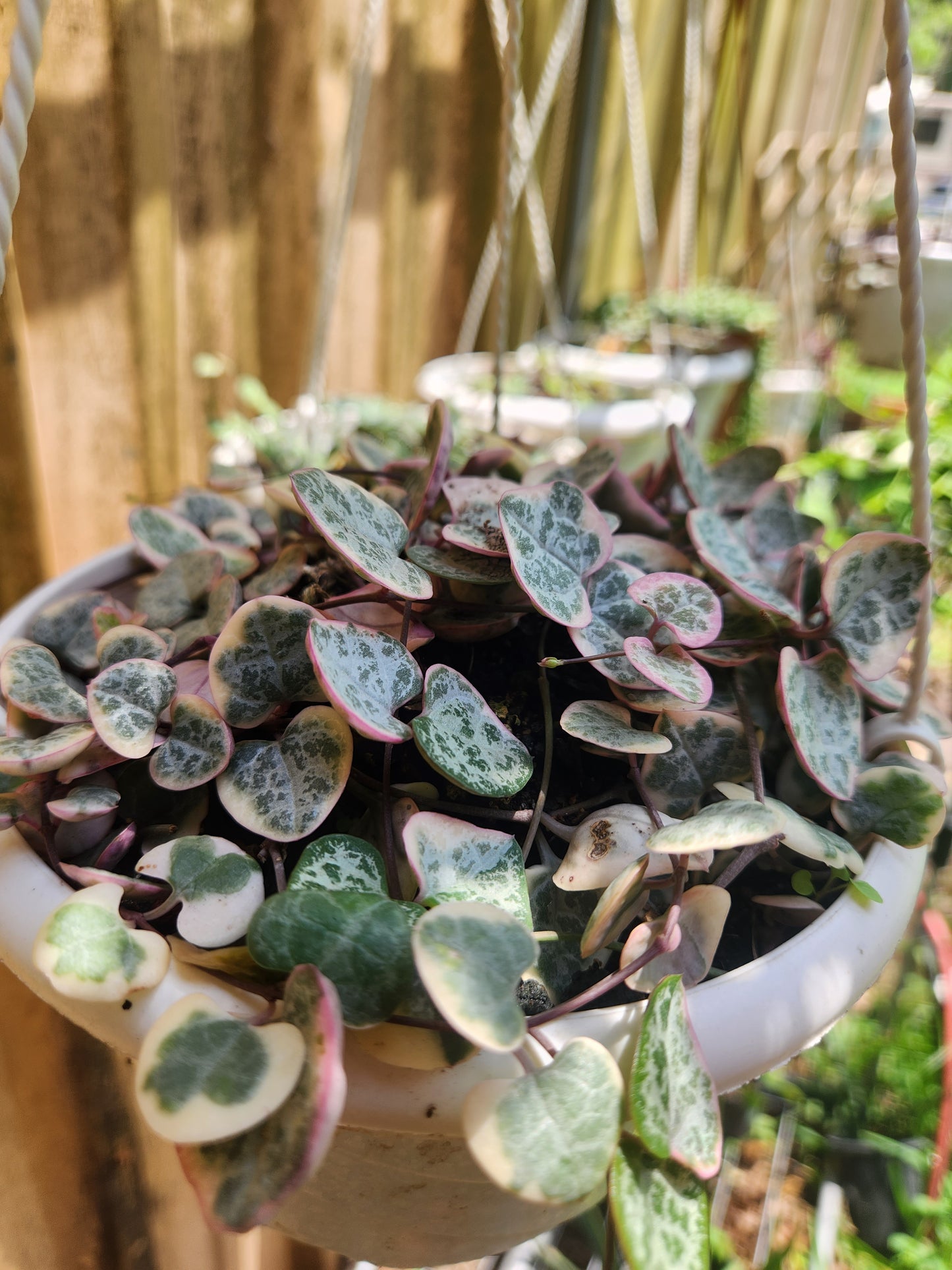 Variegated String of Hearts Propagation Kit