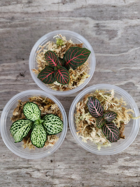 Fitonia Propagation Kits