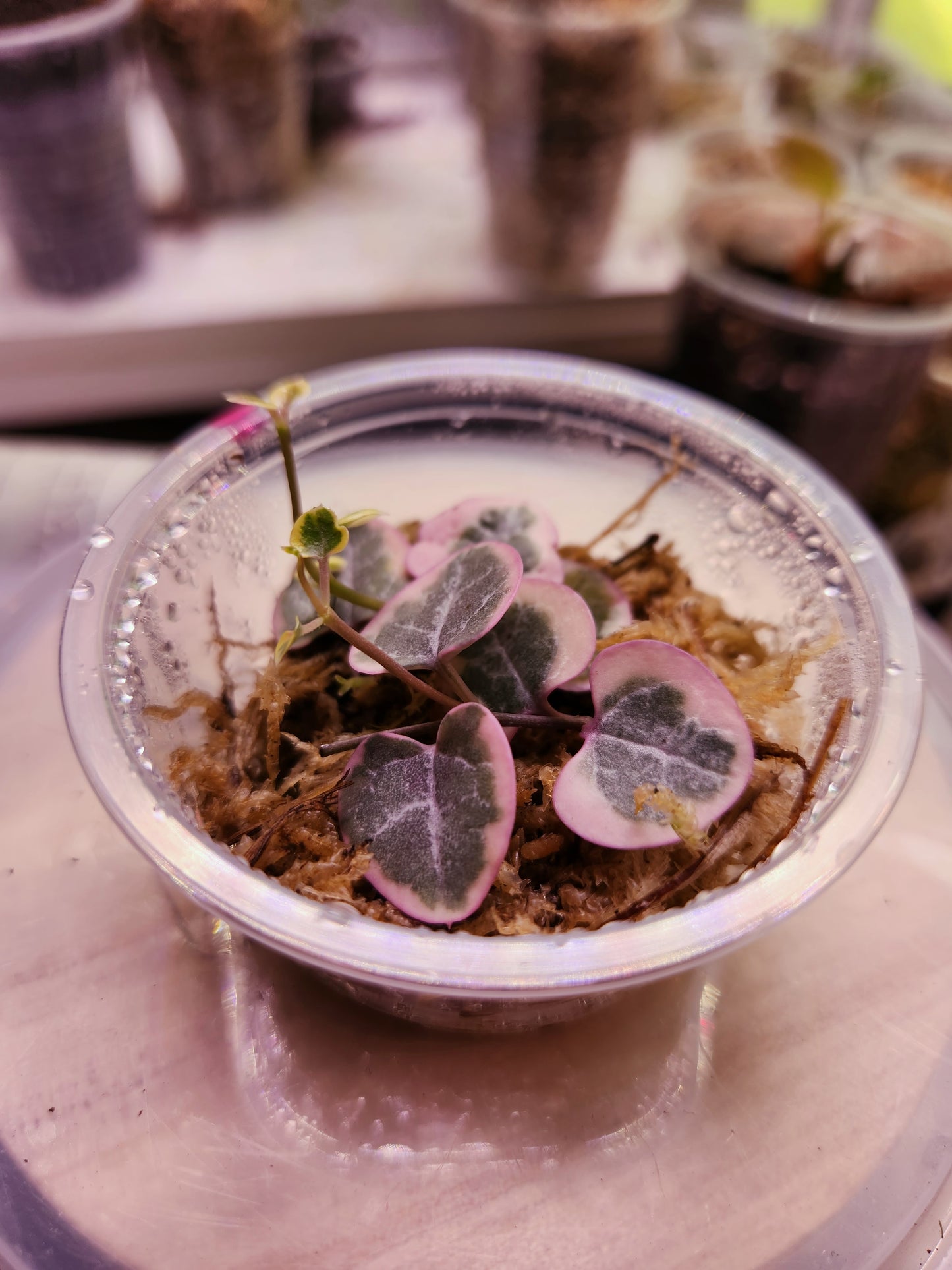Variegated String of Hearts Propagation Kit
