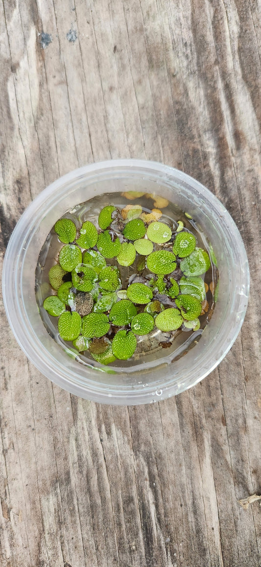 Water Spangles Aquatic Starter Cup