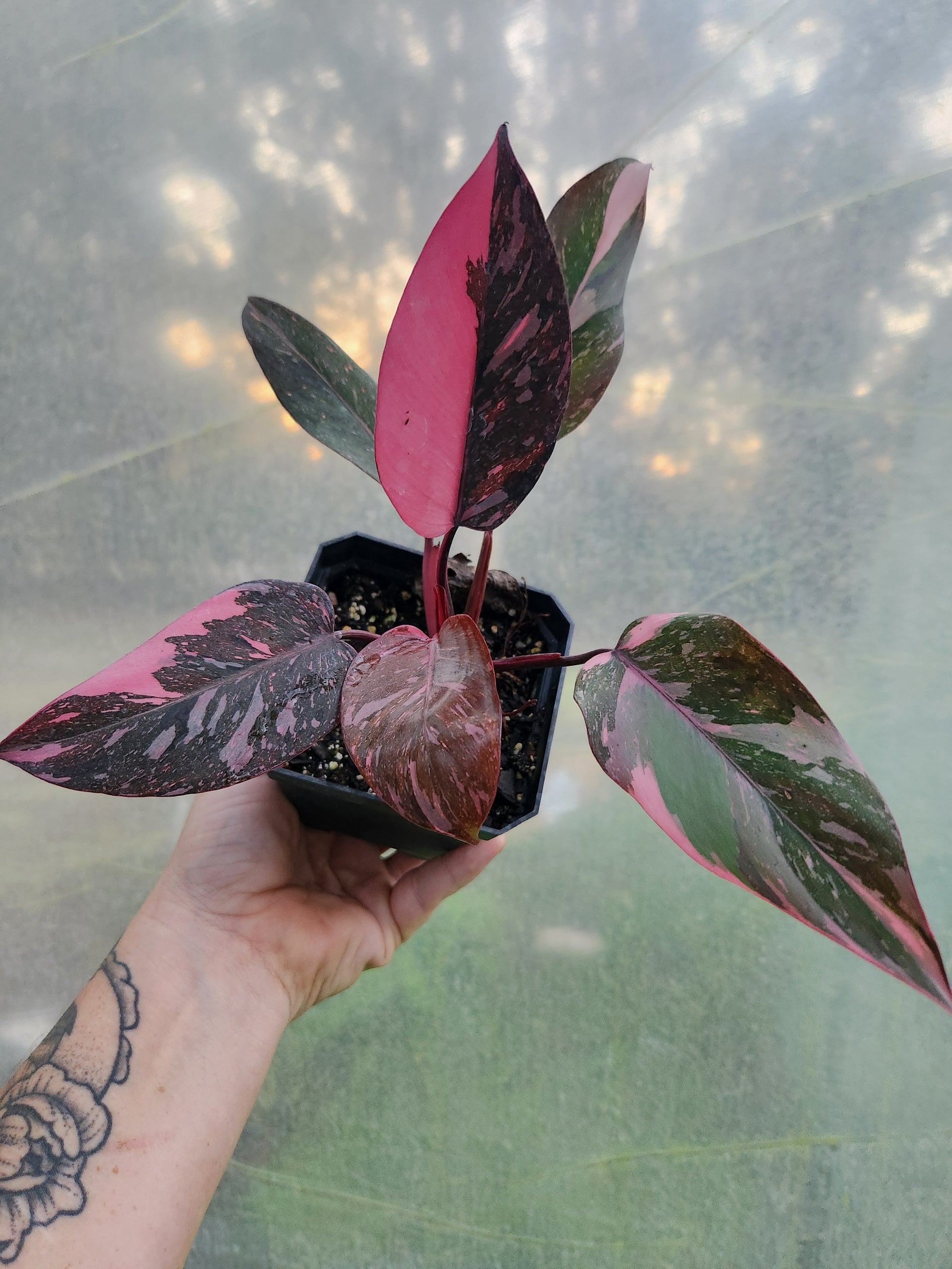 philodendron pink princess marble galaxy Pink Princess Marble Galaxy Philodendron Single Node Propagation Cup