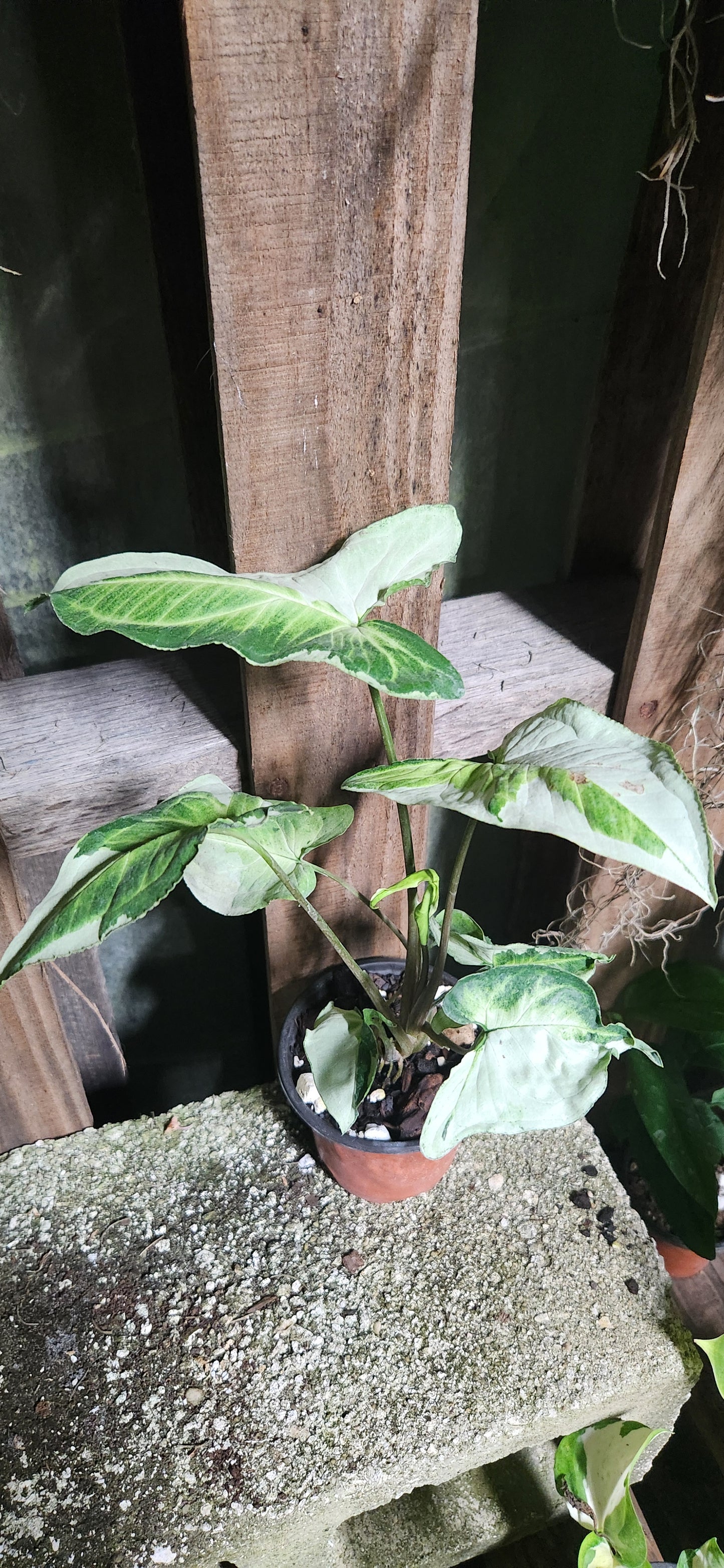 Syngonium Three Kings