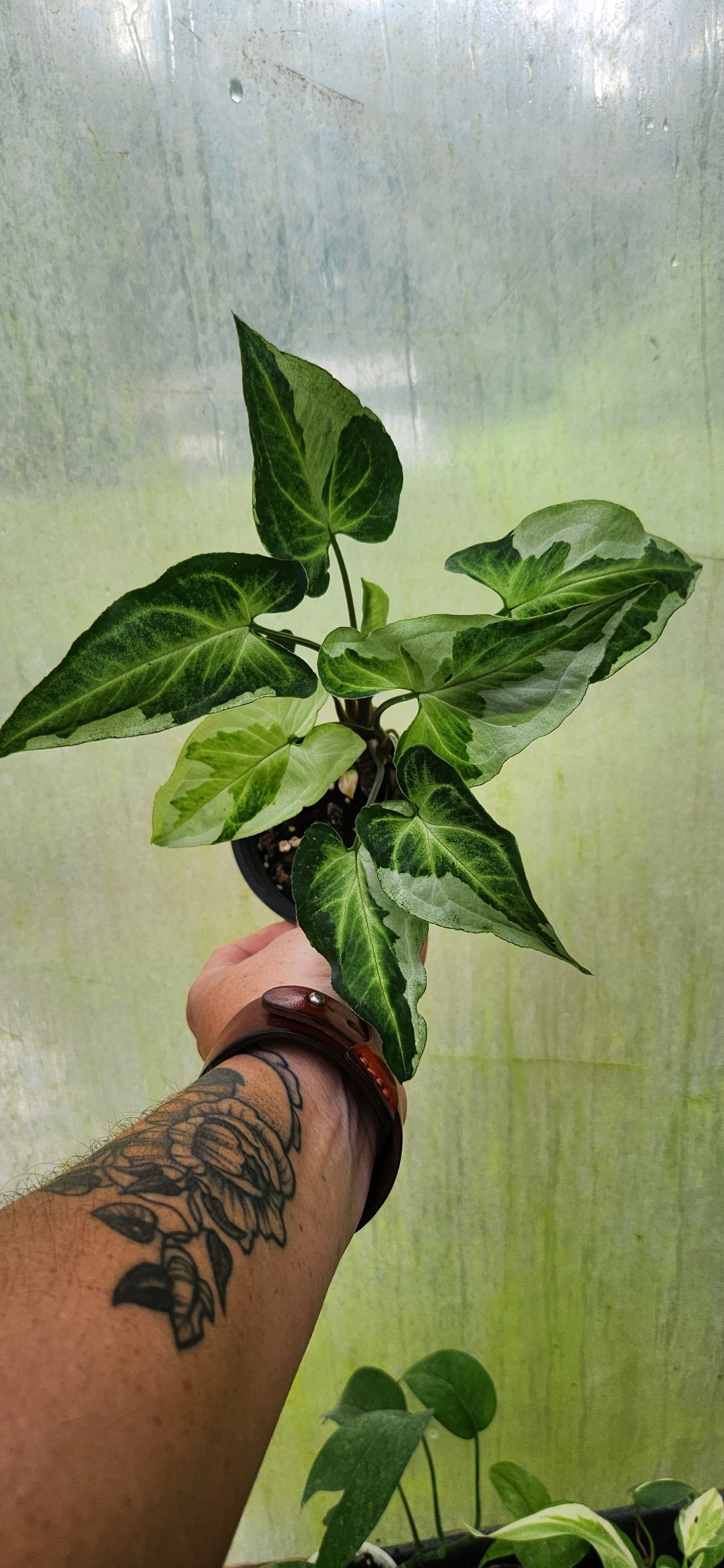 Three Kings Syngonium