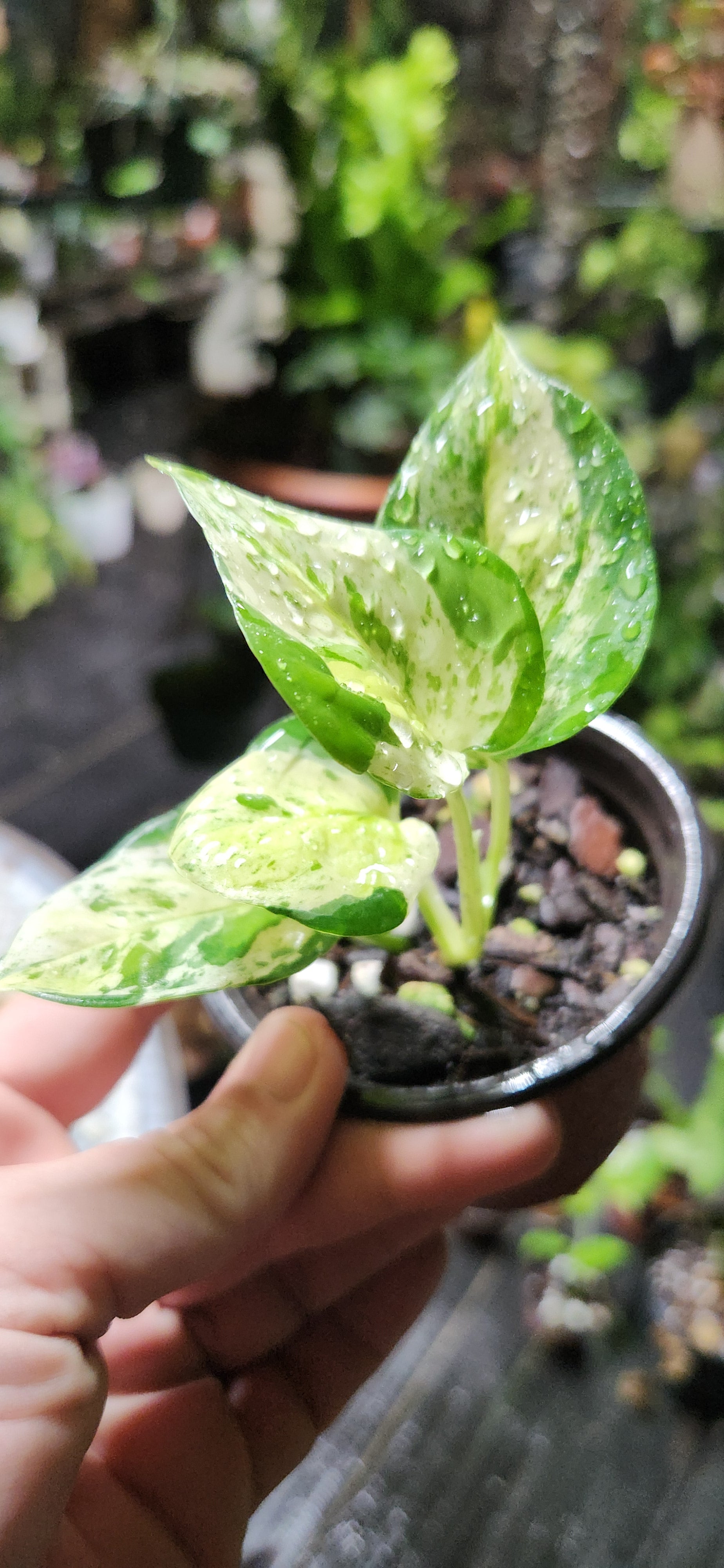 teruno world pothos Teruno Japanese Global Pothos – Blackwood Botanical