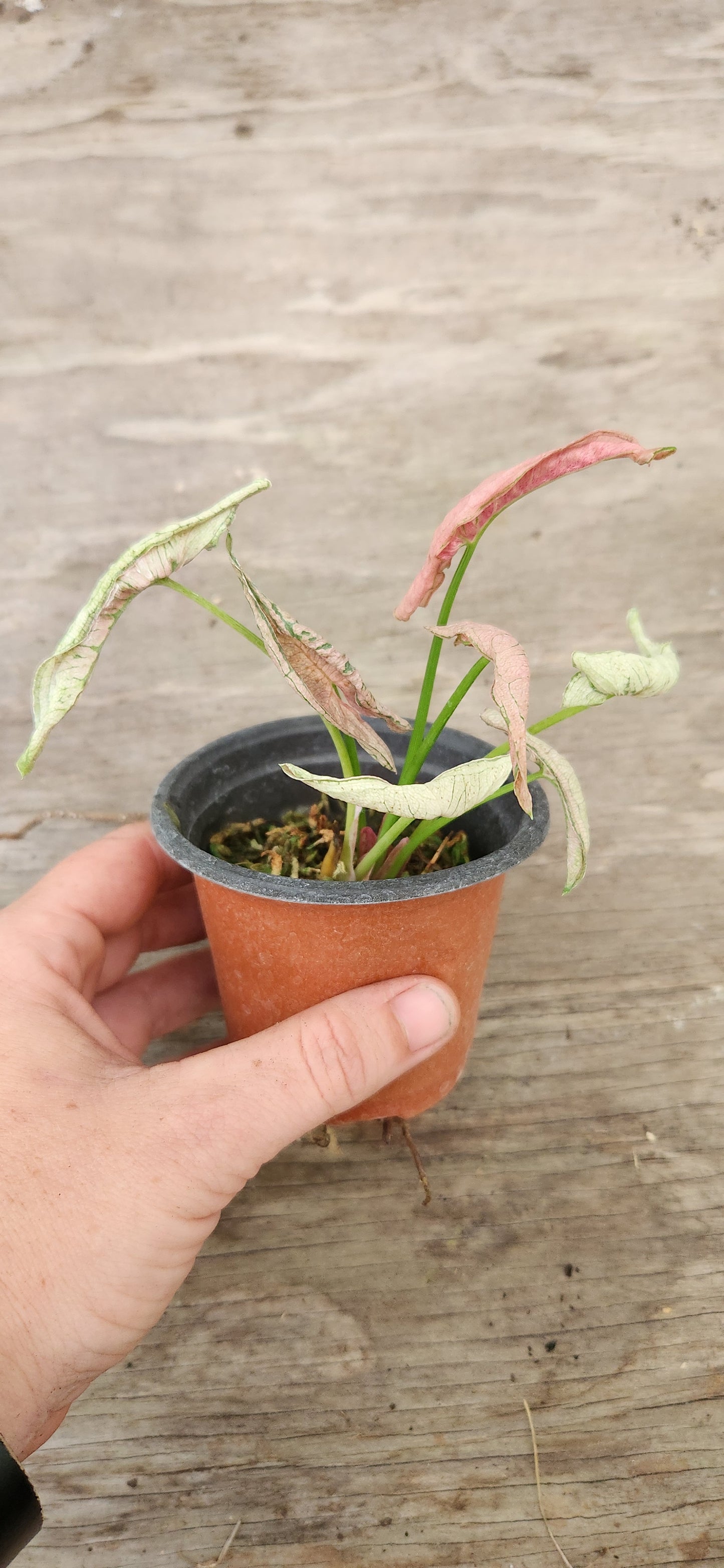 Syngonium Pink Rolli