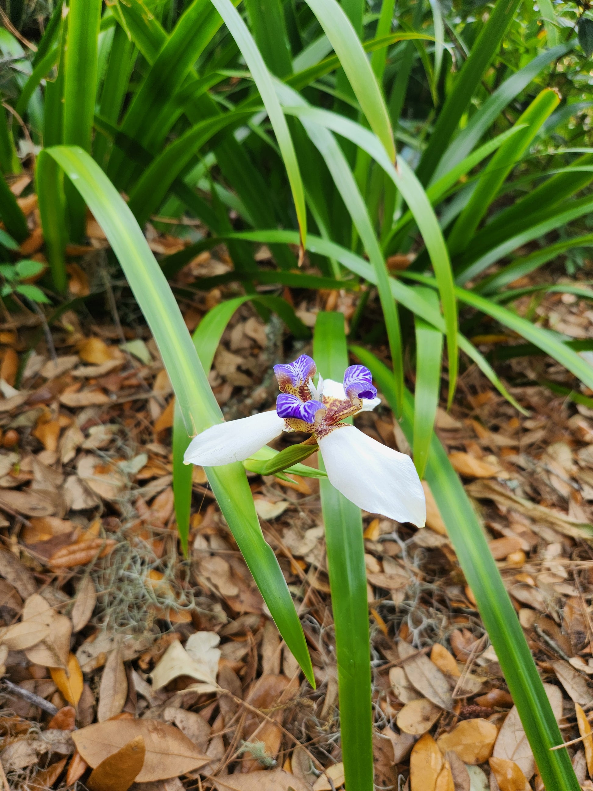 hanging iris plant Walking Iris 8in