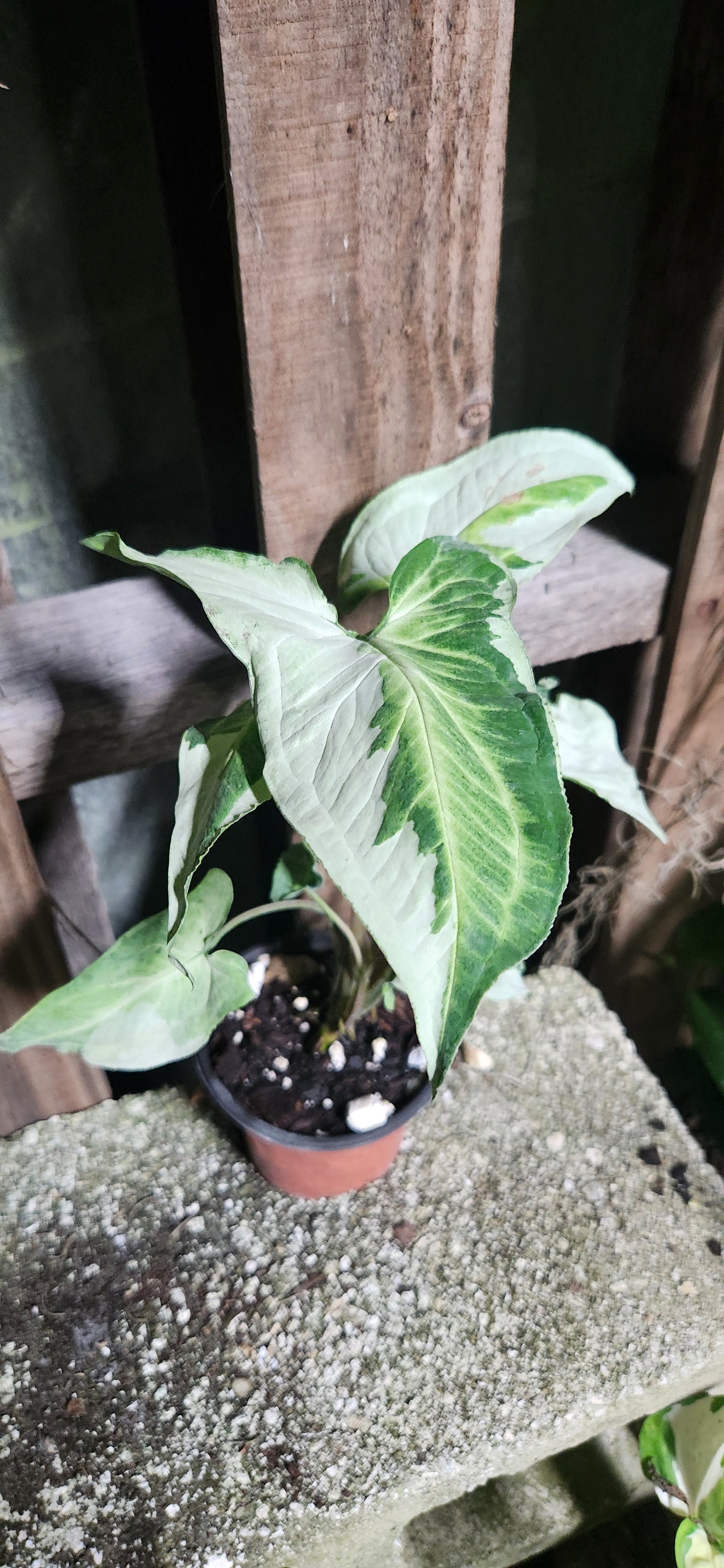 Syngonium Three Kings