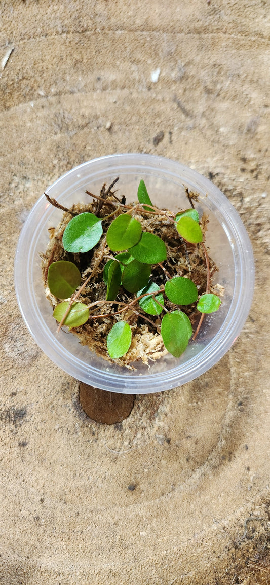 Maidenhair Vine Propagation Kit